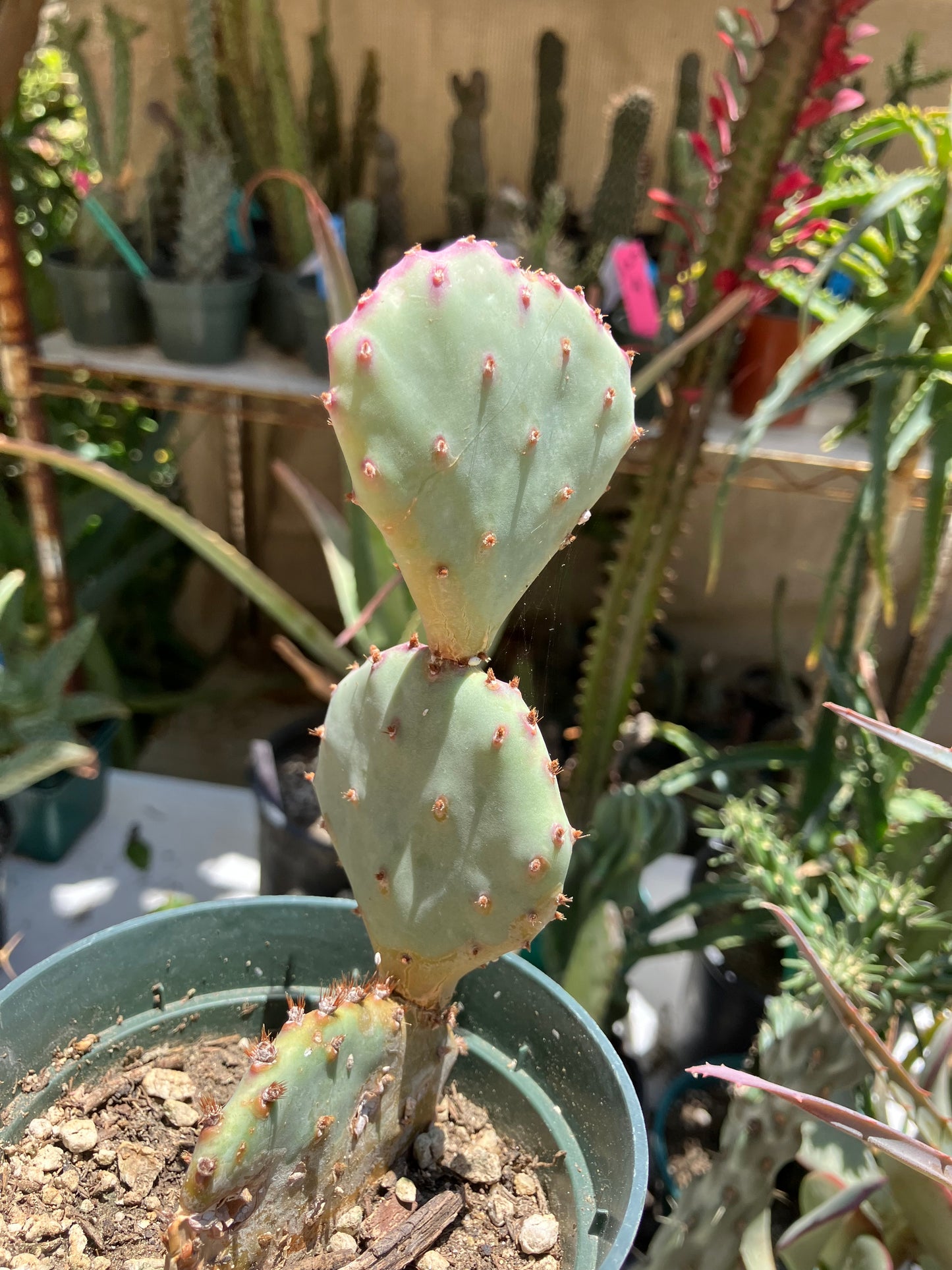 Opuntia Santa Rita Purple Prickly Pear 3.5"Tall #3W