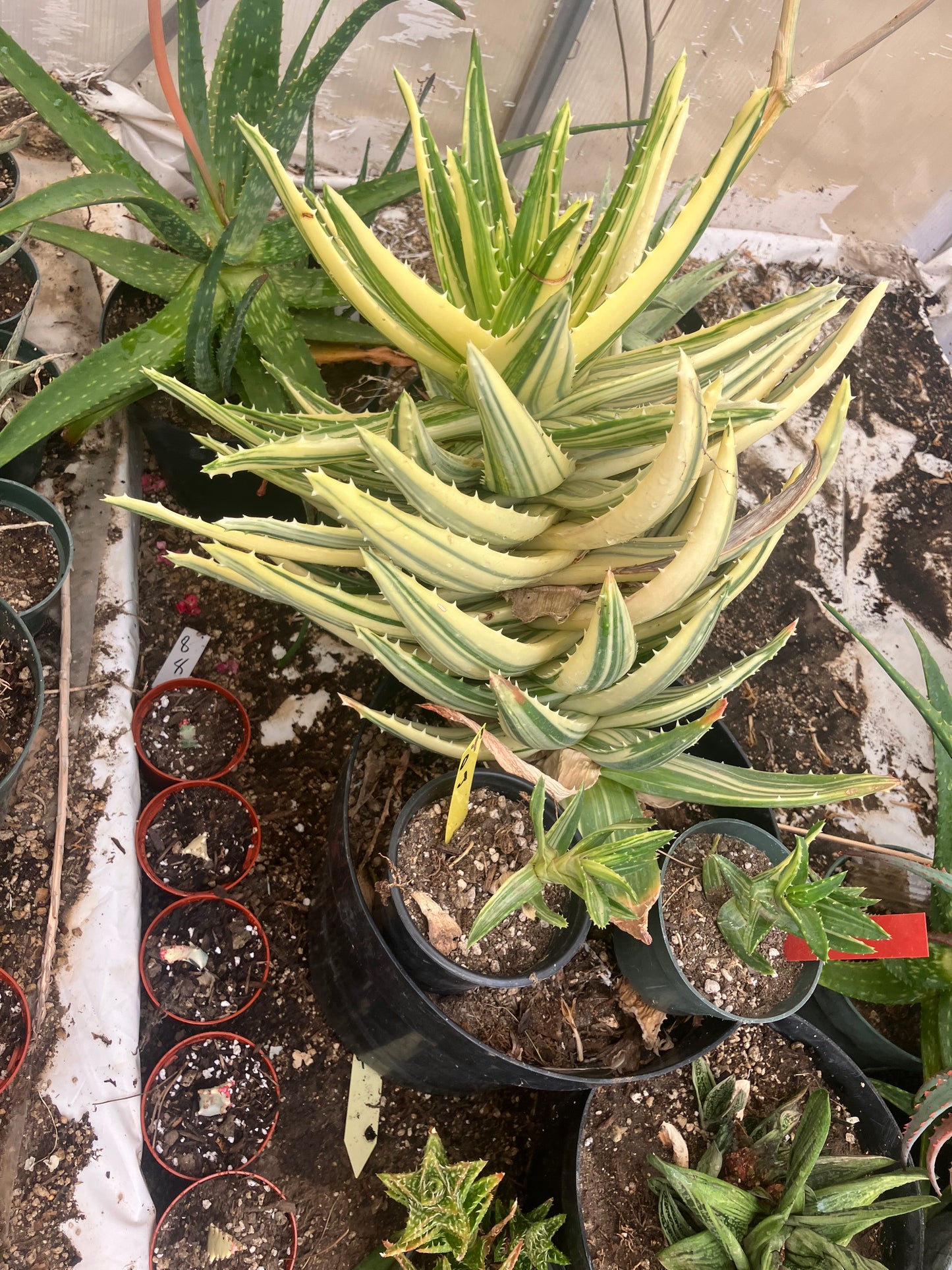 Aloe nobilis Variegated Succulent 3" Tall #R