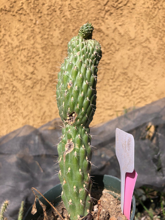 Cylindropuntia fulgida Cholla Boxing Glove Cactus Crest 6.5"Tall #6W