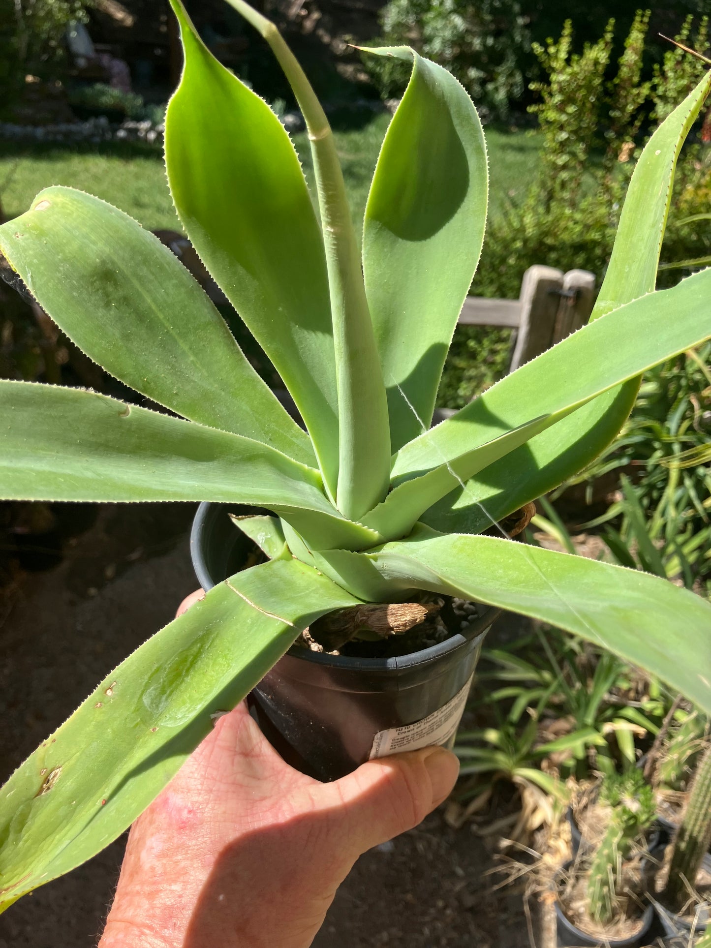 Agave attenuata  Foxtail Agave (Fox tail) 11" Wide #111P