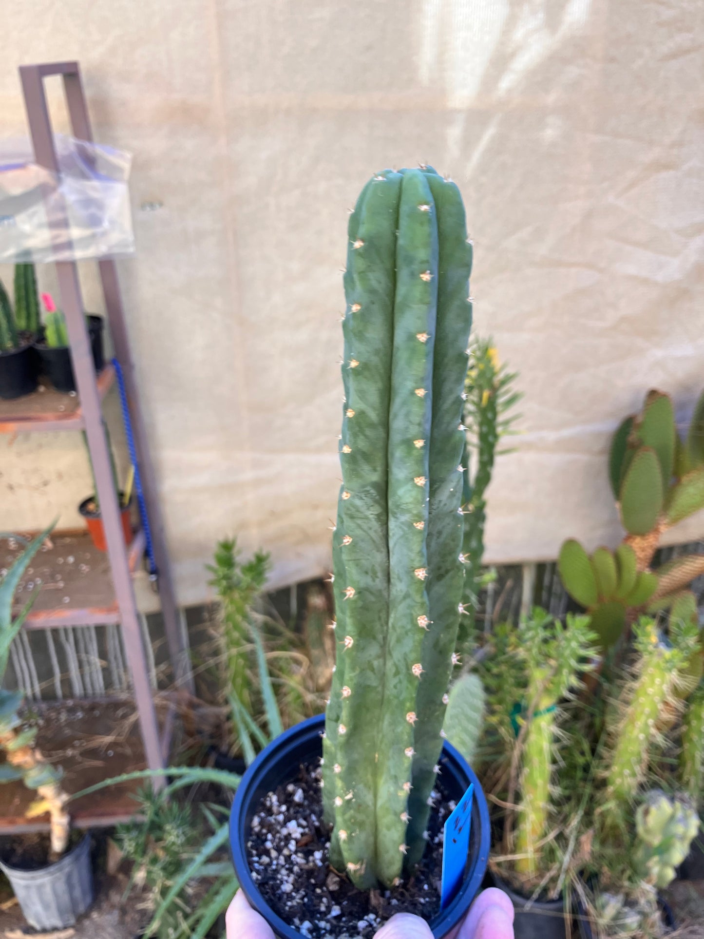 San Pedro Cactus - Trichocereus pachanoi 12"Tall #22B