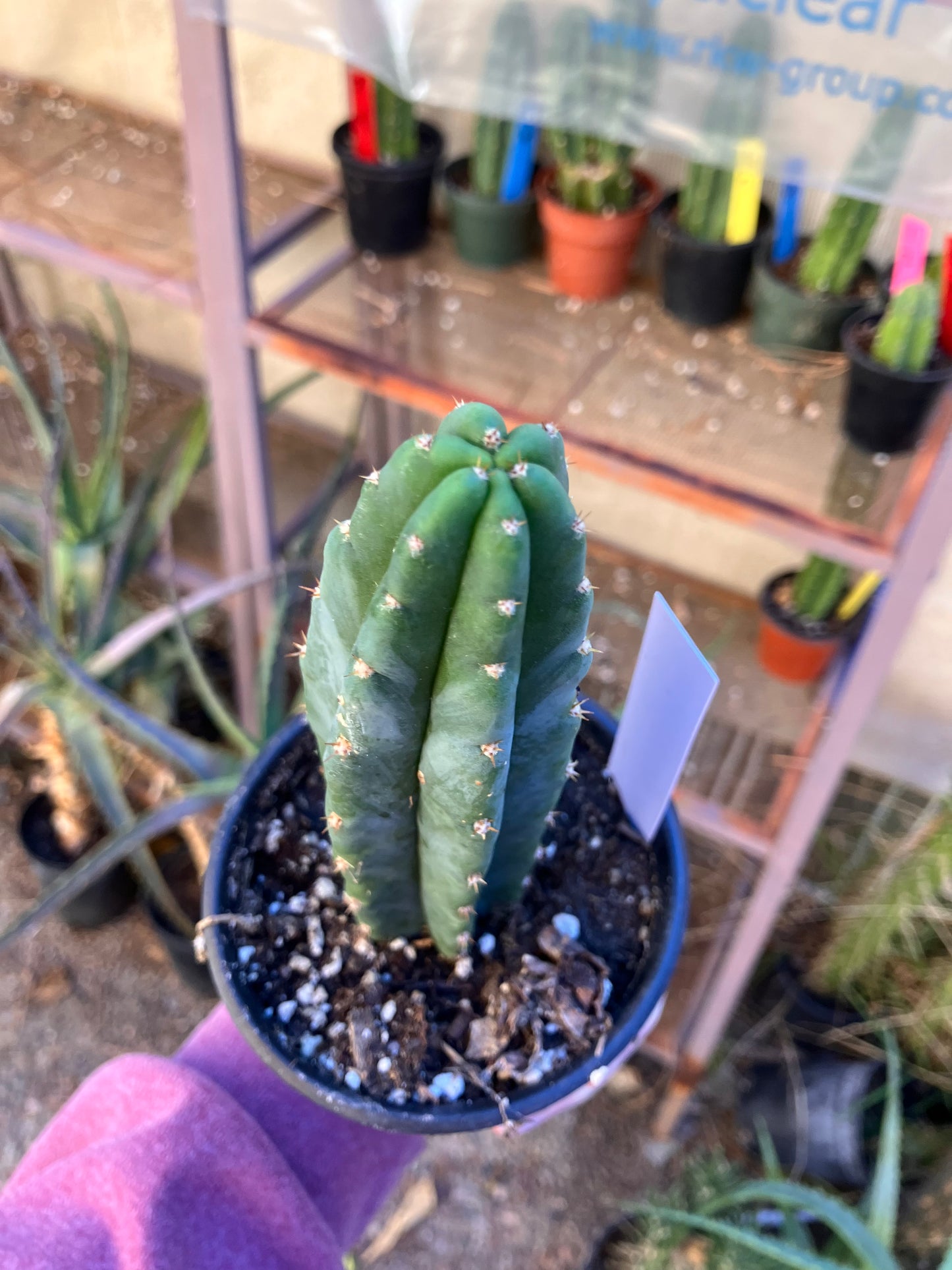 San Pedro Cactus - Trichocereus pachanoi 6"Tall #6W