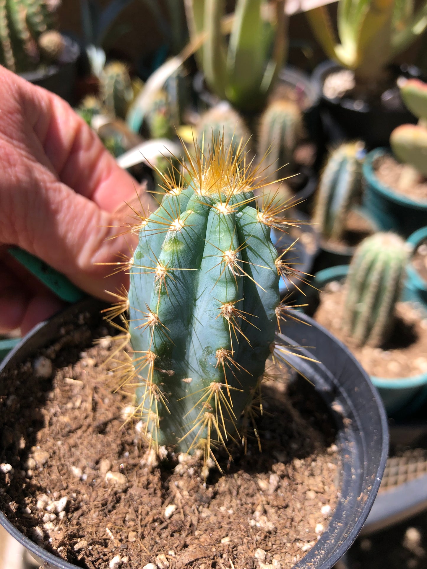 Pilosocereus Blue Azureus Cactus 3.5"Tall #36G