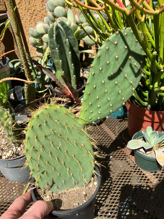 Opuntia engelmannii "Texas Prickly Pear" 12"Tall #11W