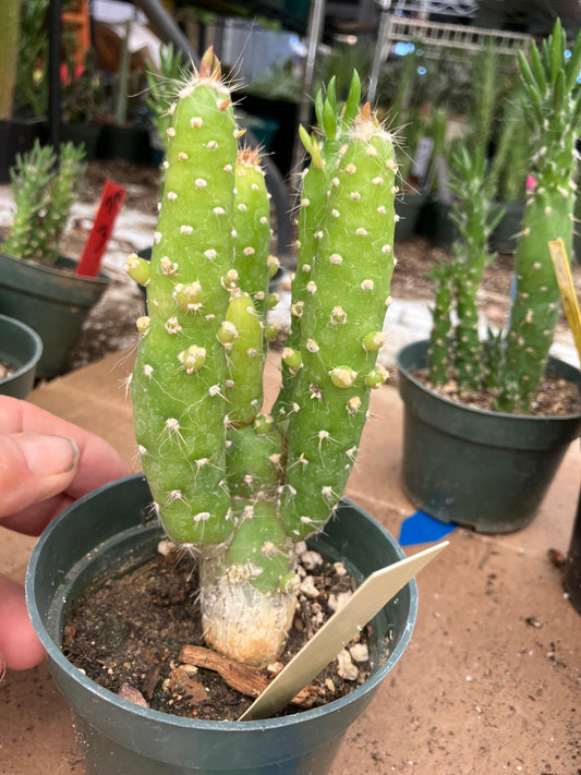 Austrocylindropuntia Cactus Gumbi Mini Eve's Needle 5"Tall #50Y