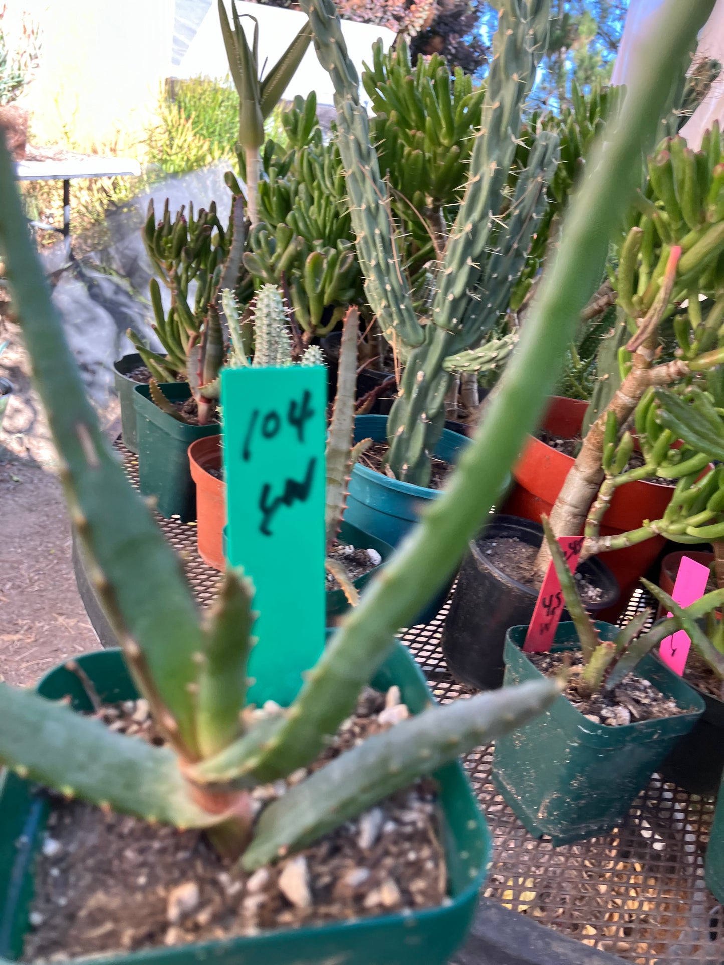 Aloe~ barberae Giant tree Aloe 6" Wide #104G