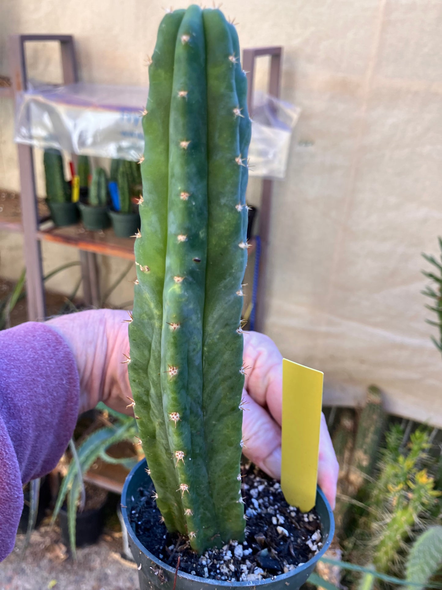 San Pedro Cactus - Trichocereus pachanoi 9"Tall #8y