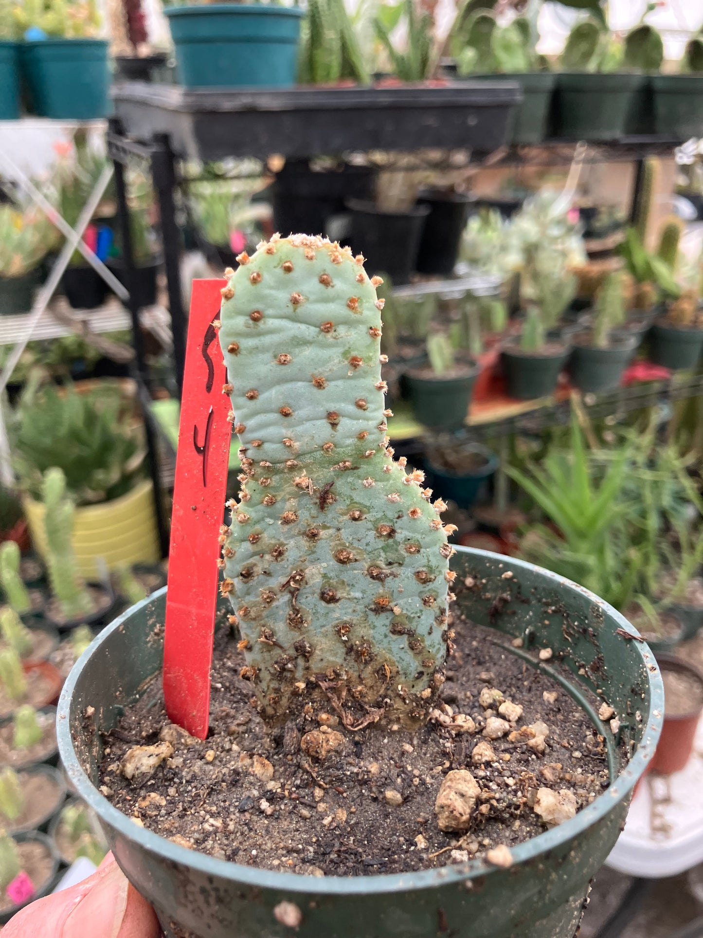 Opuntia Basilaris Beavertail Cactus 4"Tall #54R