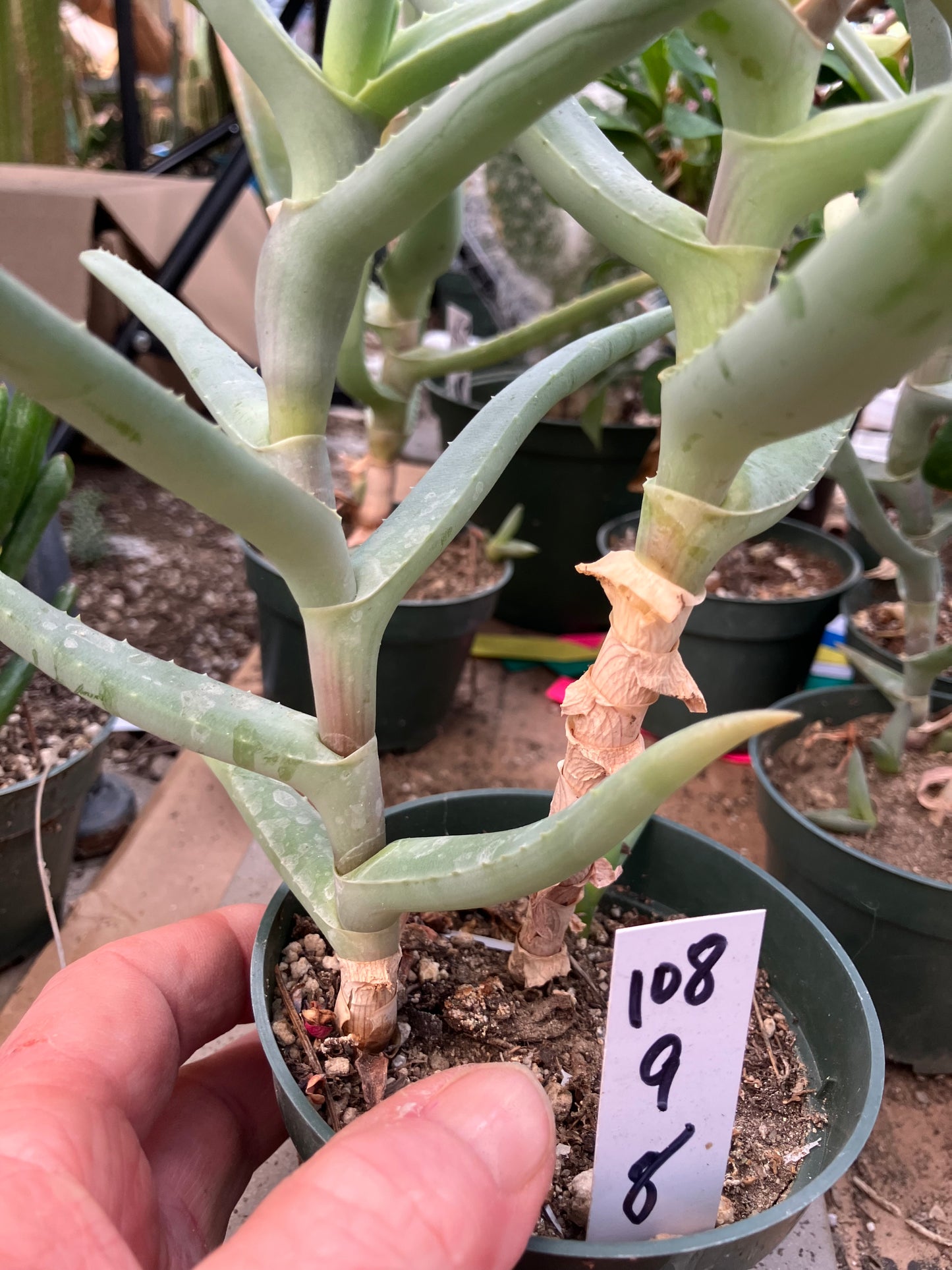 Aloe Hybrid 9"Tall 8" Wide #108W