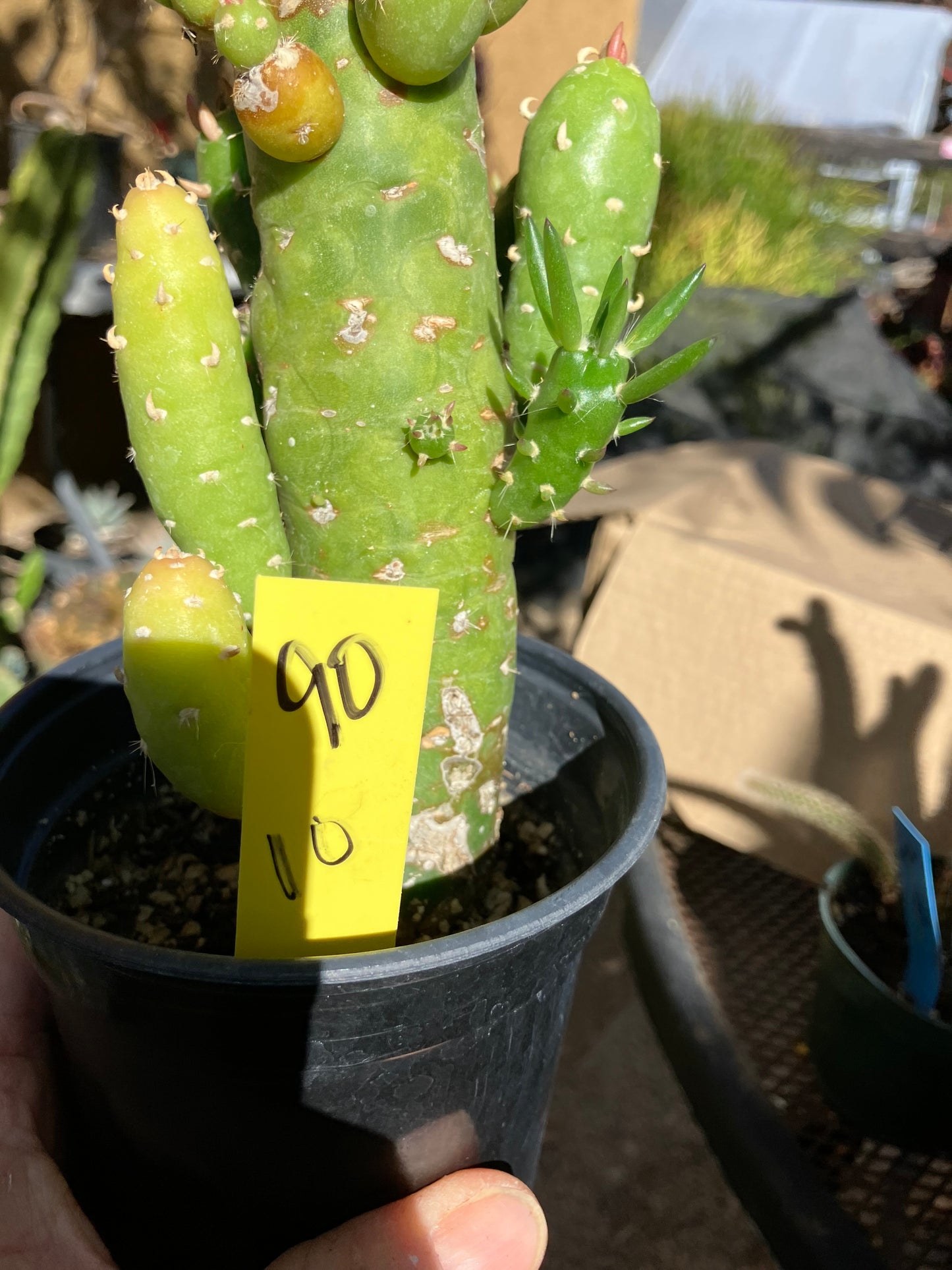 Austrocylindropuntia Cactus Gumbi Mini Eve's Needle 10"Tall #90Y