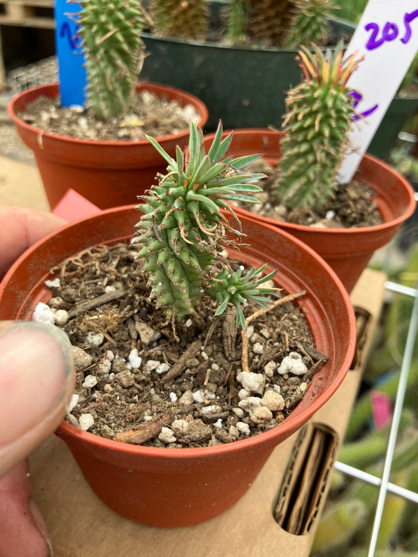 Euphorbia Twinkle Twirl  2" Tall #202R