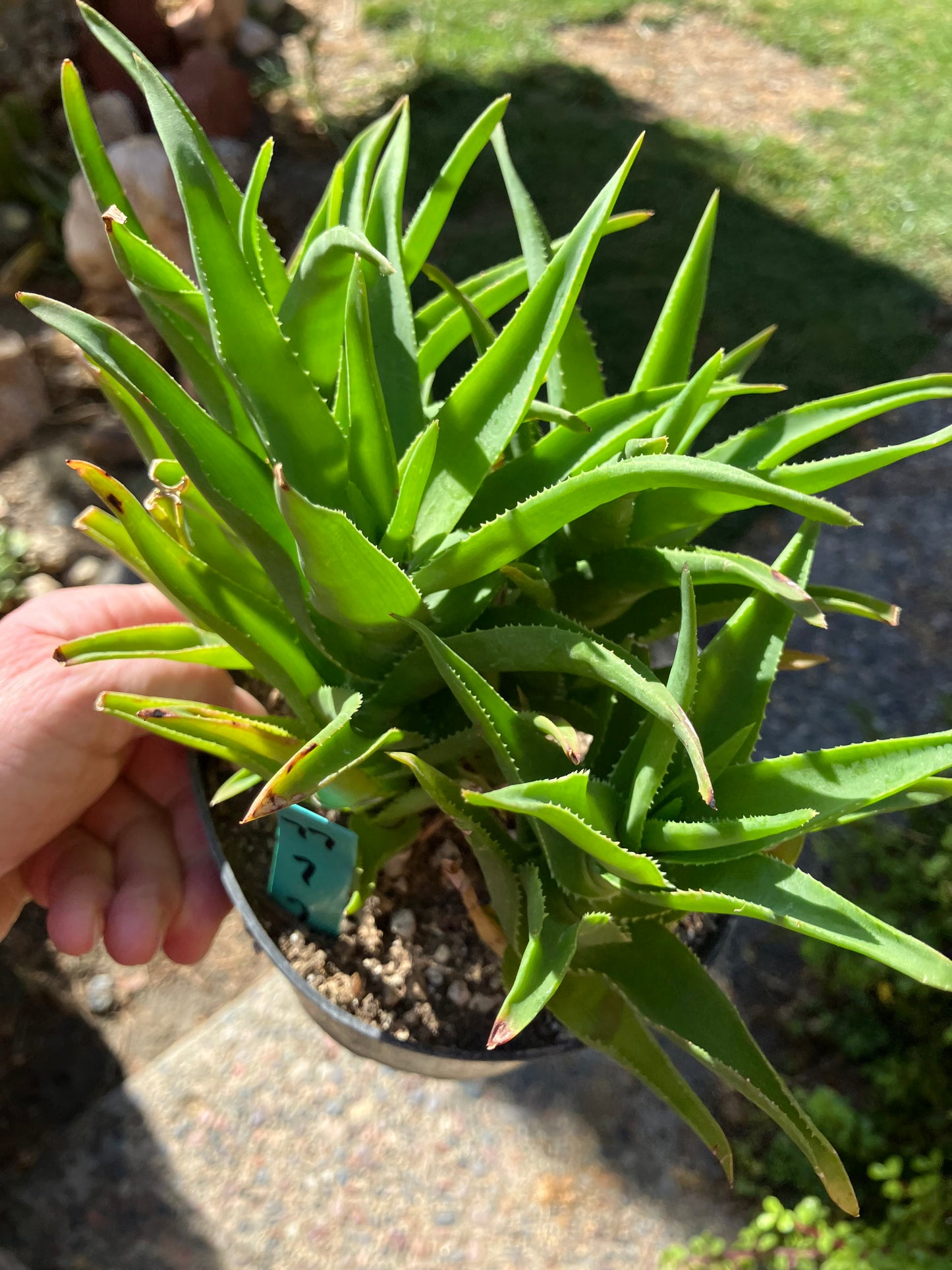 Aloe Ciliaris x Delaeti Hybrid Climbing Succulent 7”Tall 7"Wide #77G