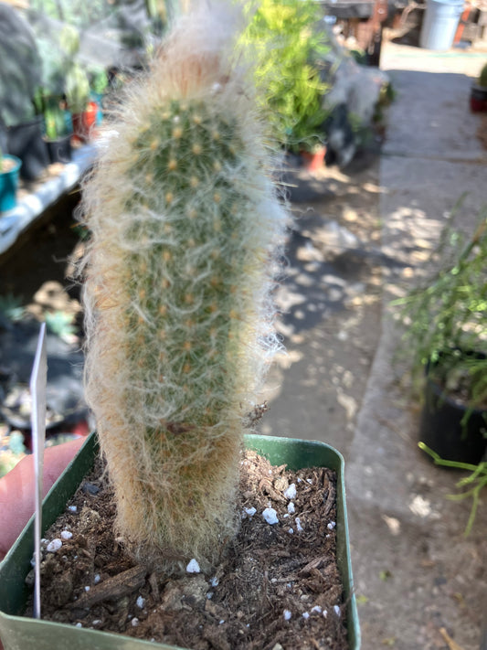 Austrocephalocereus dybowski cabega 5"Tall #55W Torch