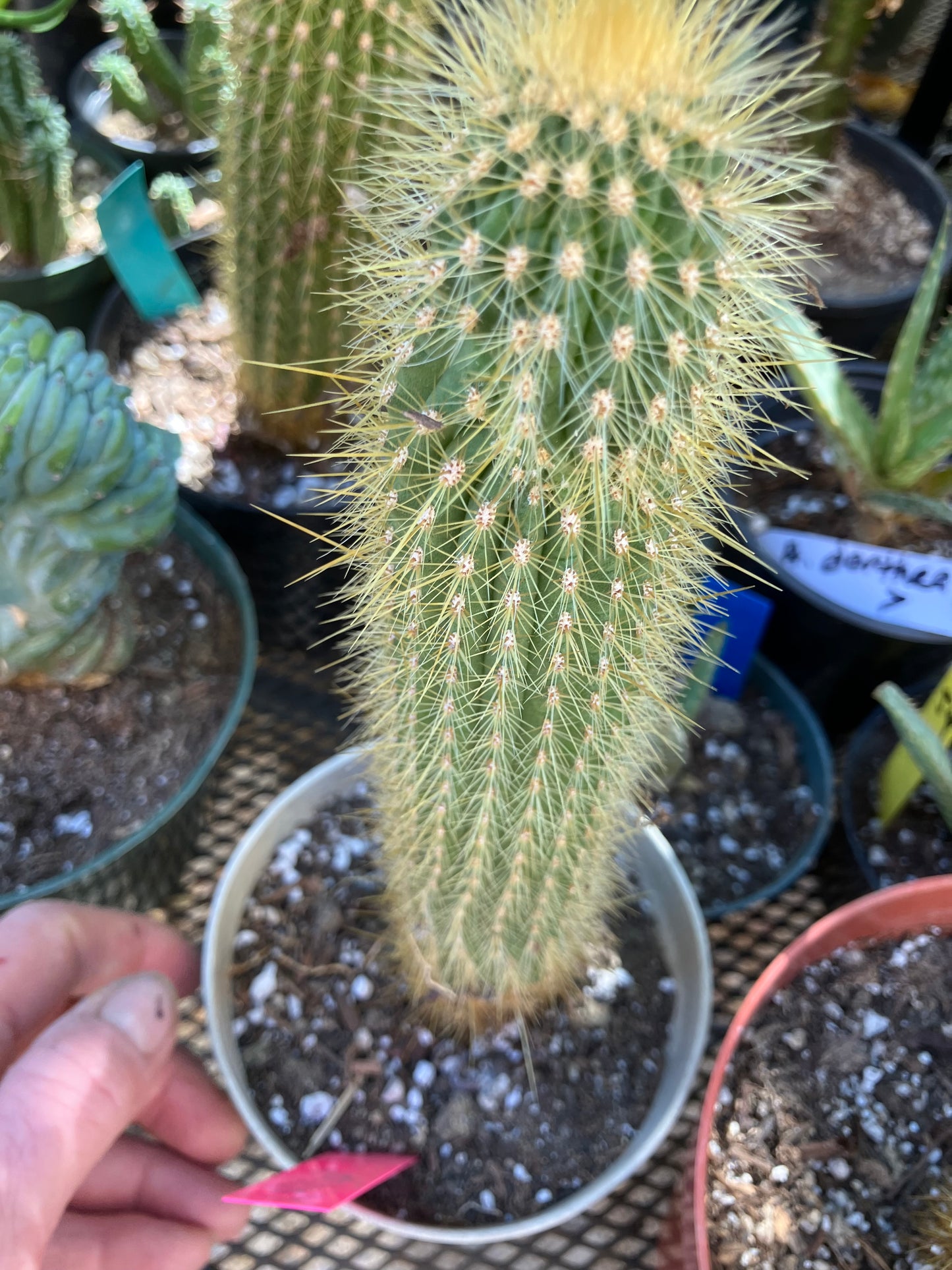 Cleistocactus hyalacanthus Cactus Columnar 10”Tall #101R