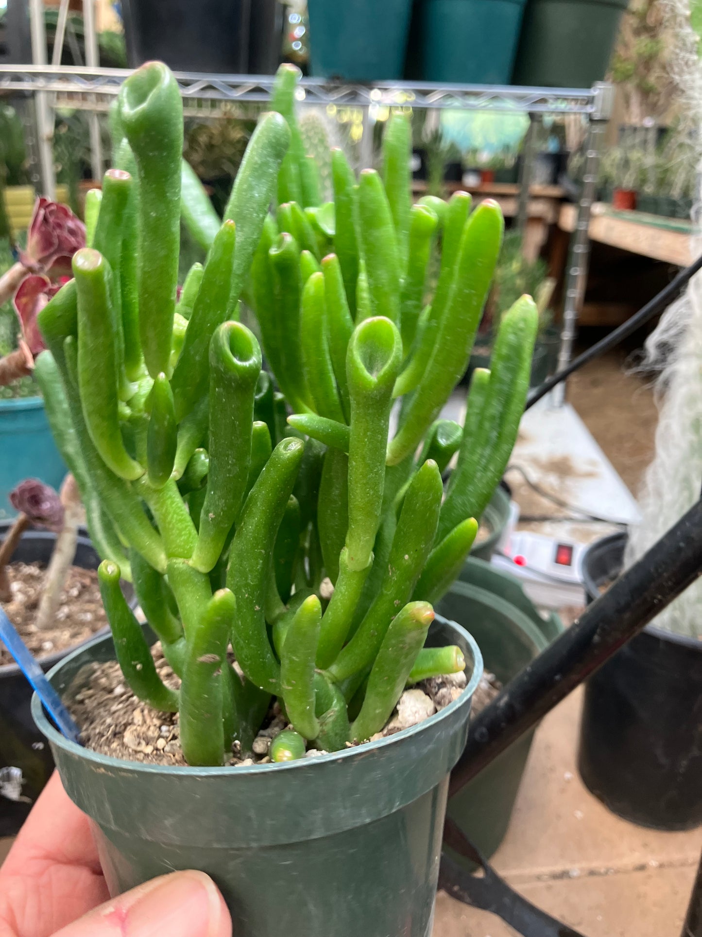 Crassula Gollum Jade Succulent Bonsai Style Living Plant 5”Tall 4" Wide #54B