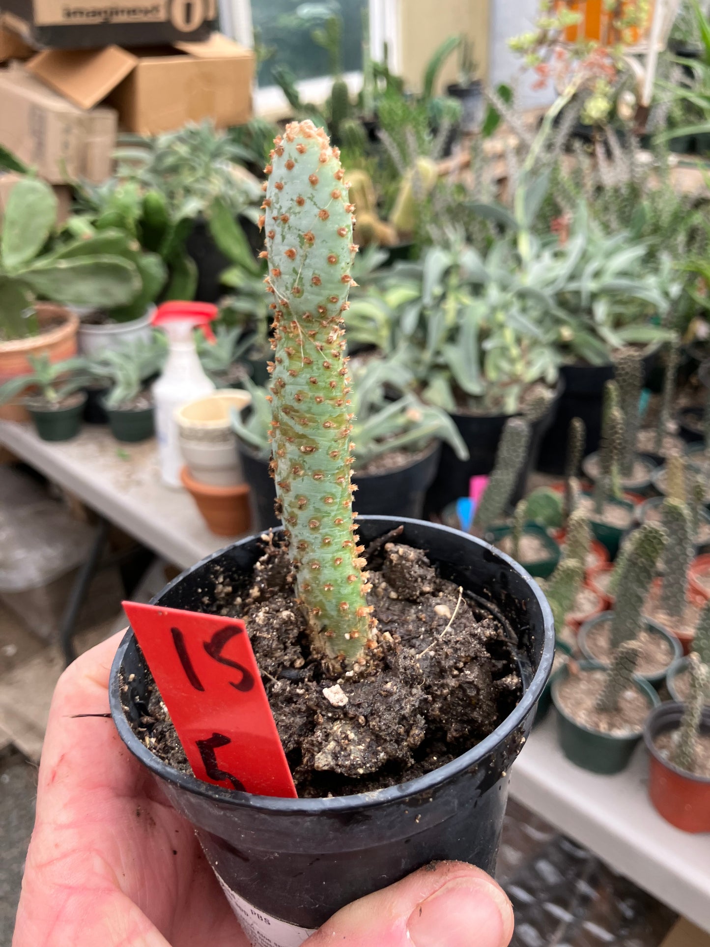 Opuntia Basilaris Beavertail Cactus 5"Tall #15R