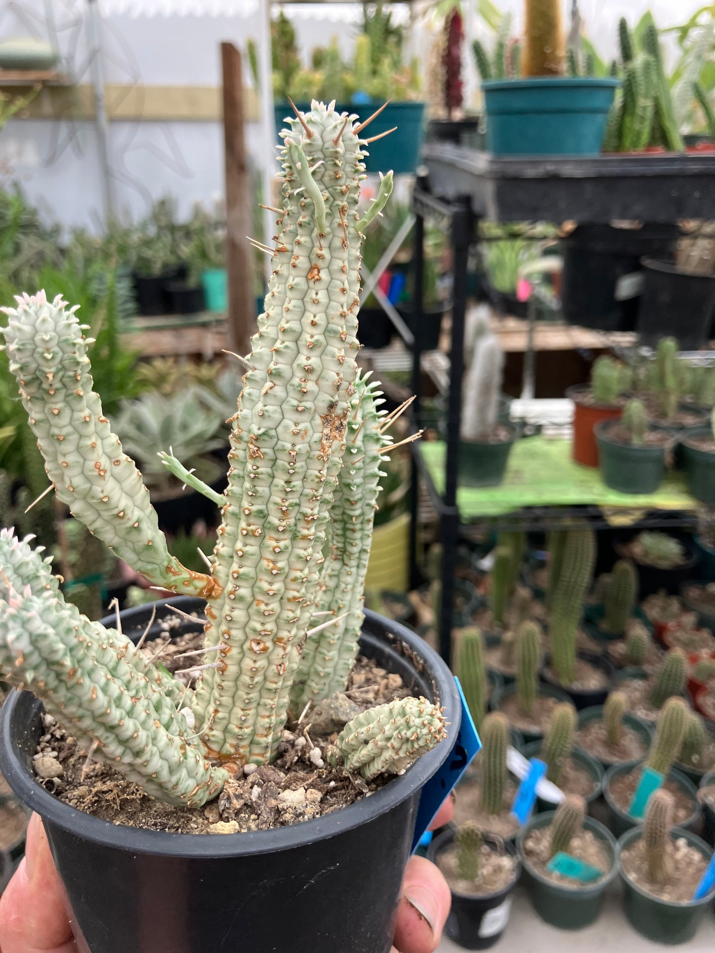 Euphorbia mammillarias variegata Corn Cob 6"Tall #5B