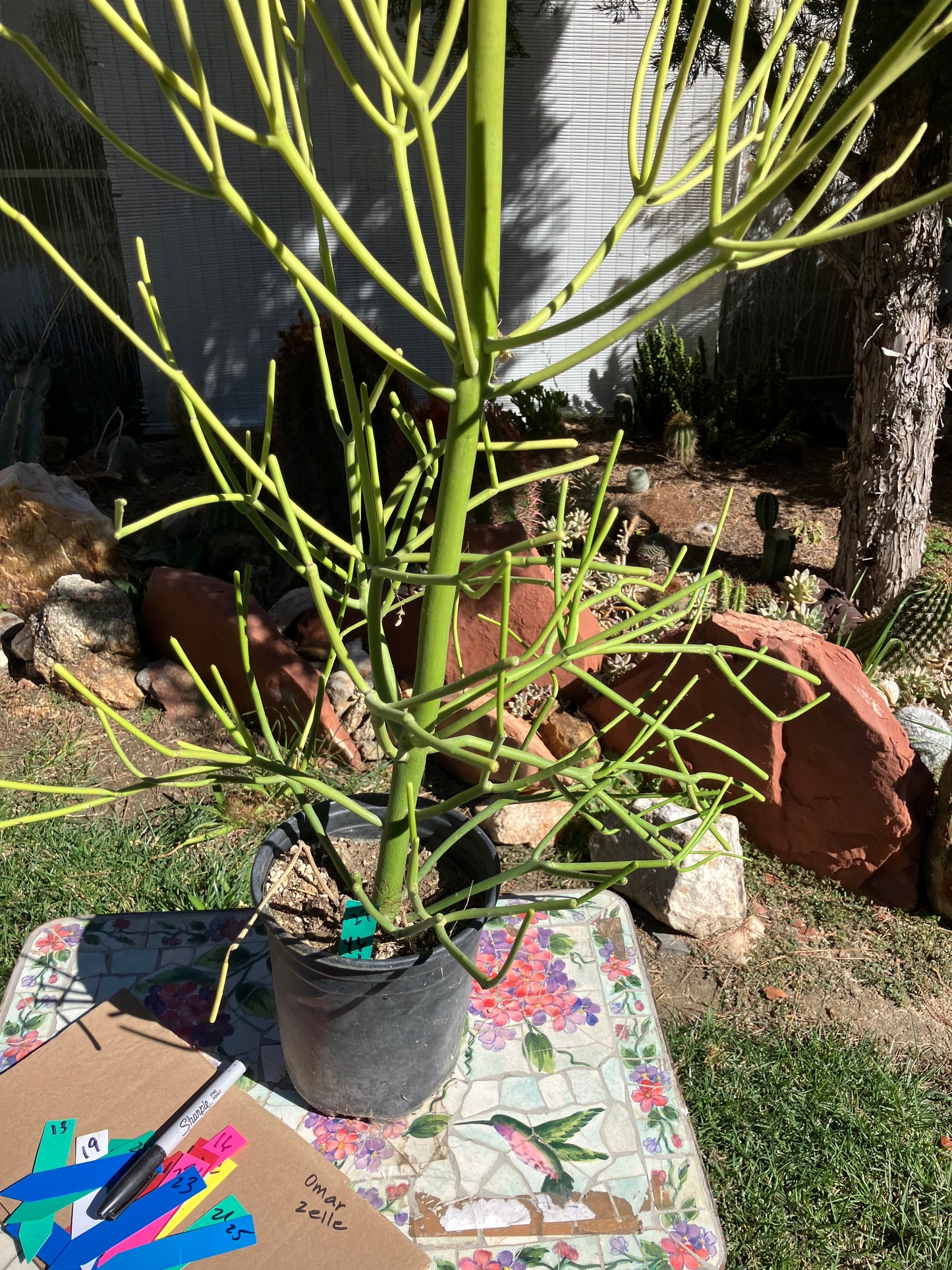 Euphorbia tirucalli Pencil Cactus/Succulent 46"Tall 18"Wide #27G