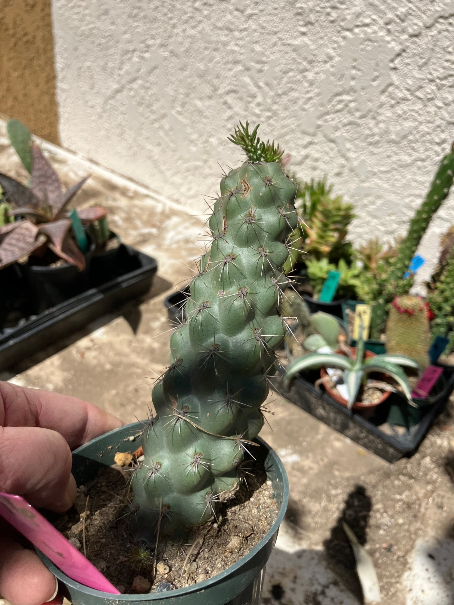 Cholla Cylindropuntia  Buckhorn 6”Tall #76P