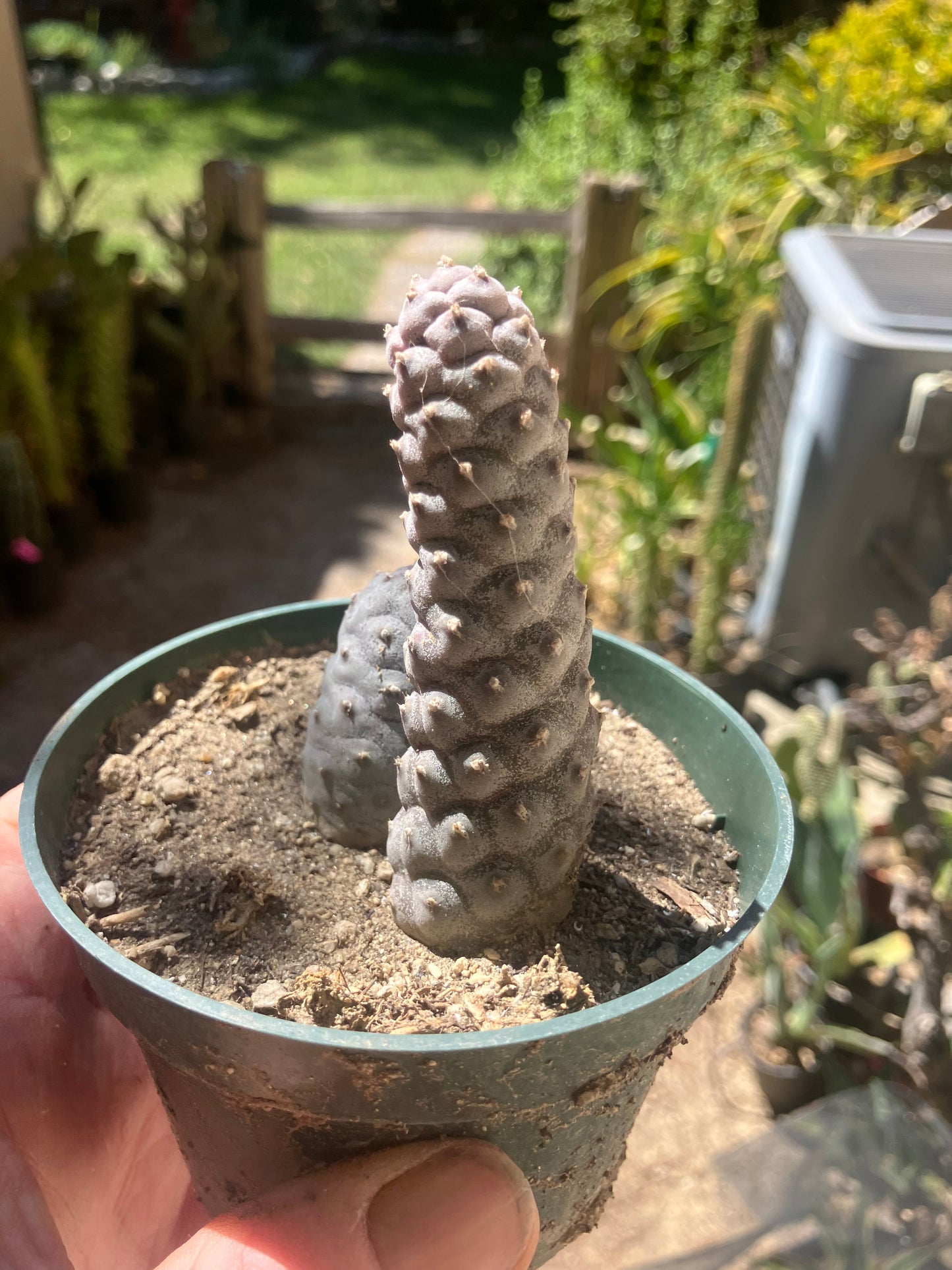 Pine Cone Cactus  Tephrocactus~ articulatus   var. diadematus Pinecone Cactus 2.5"Tall