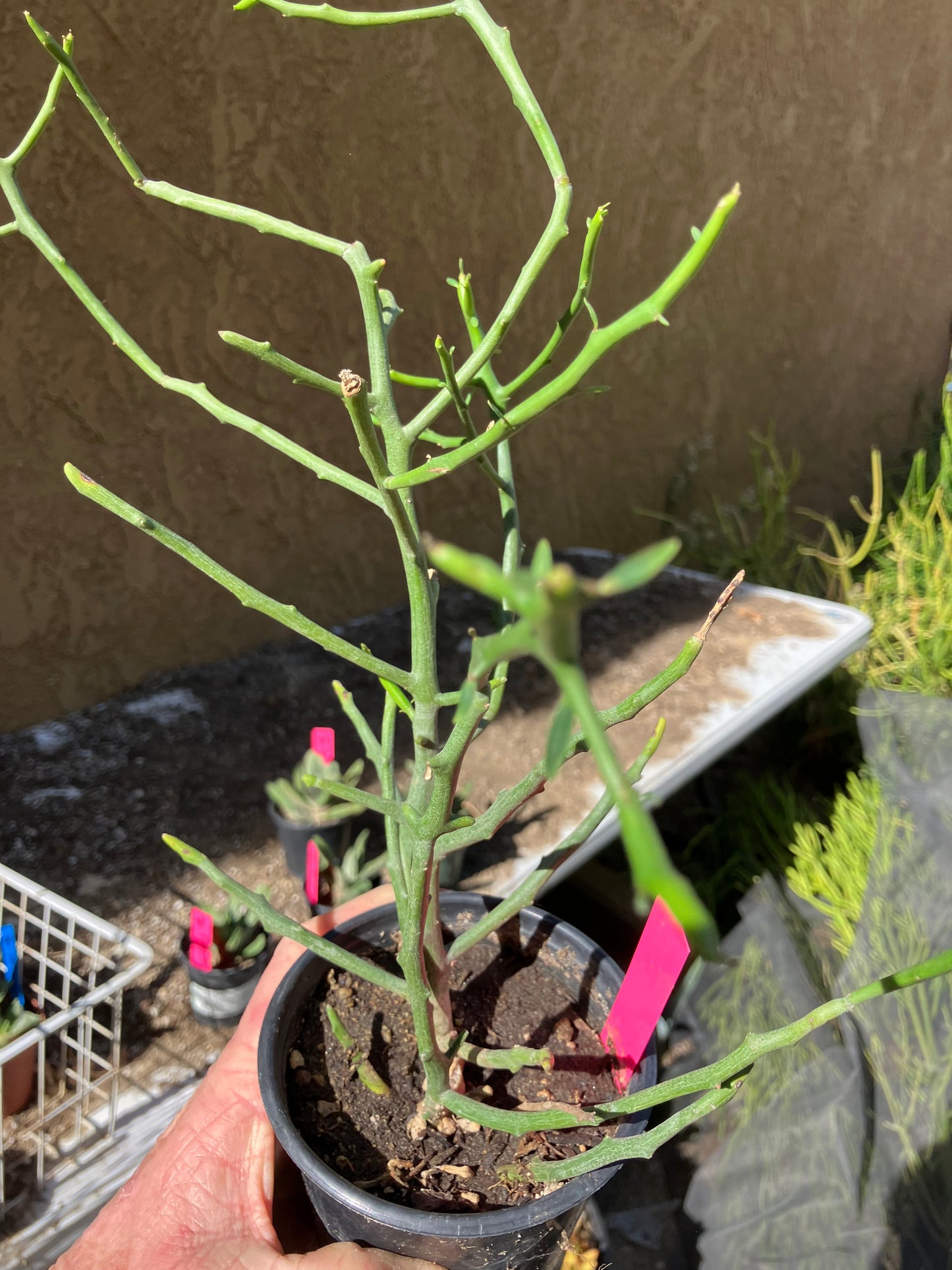 Euphorbia Tirucalli Briar Patch 12”Tall #121P