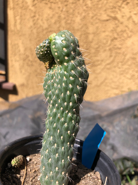 Cylindropuntia fulgida Cholla Boxing Glove Cactus Crest 4.5"Tall #46G