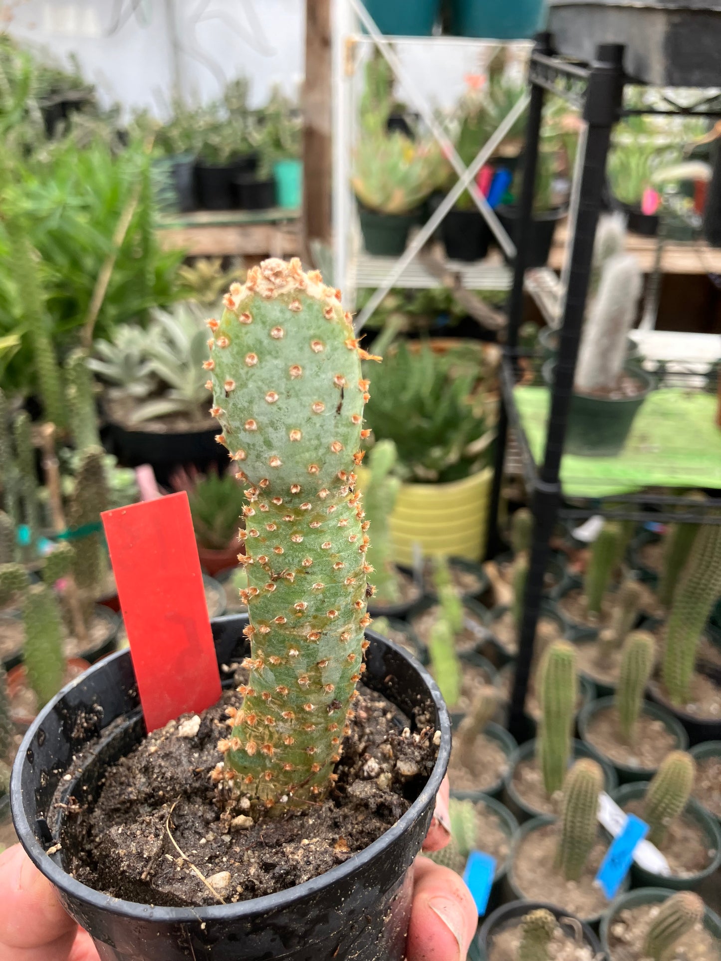 Opuntia Basilaris Beavertail Cactus 5"Tall #15R