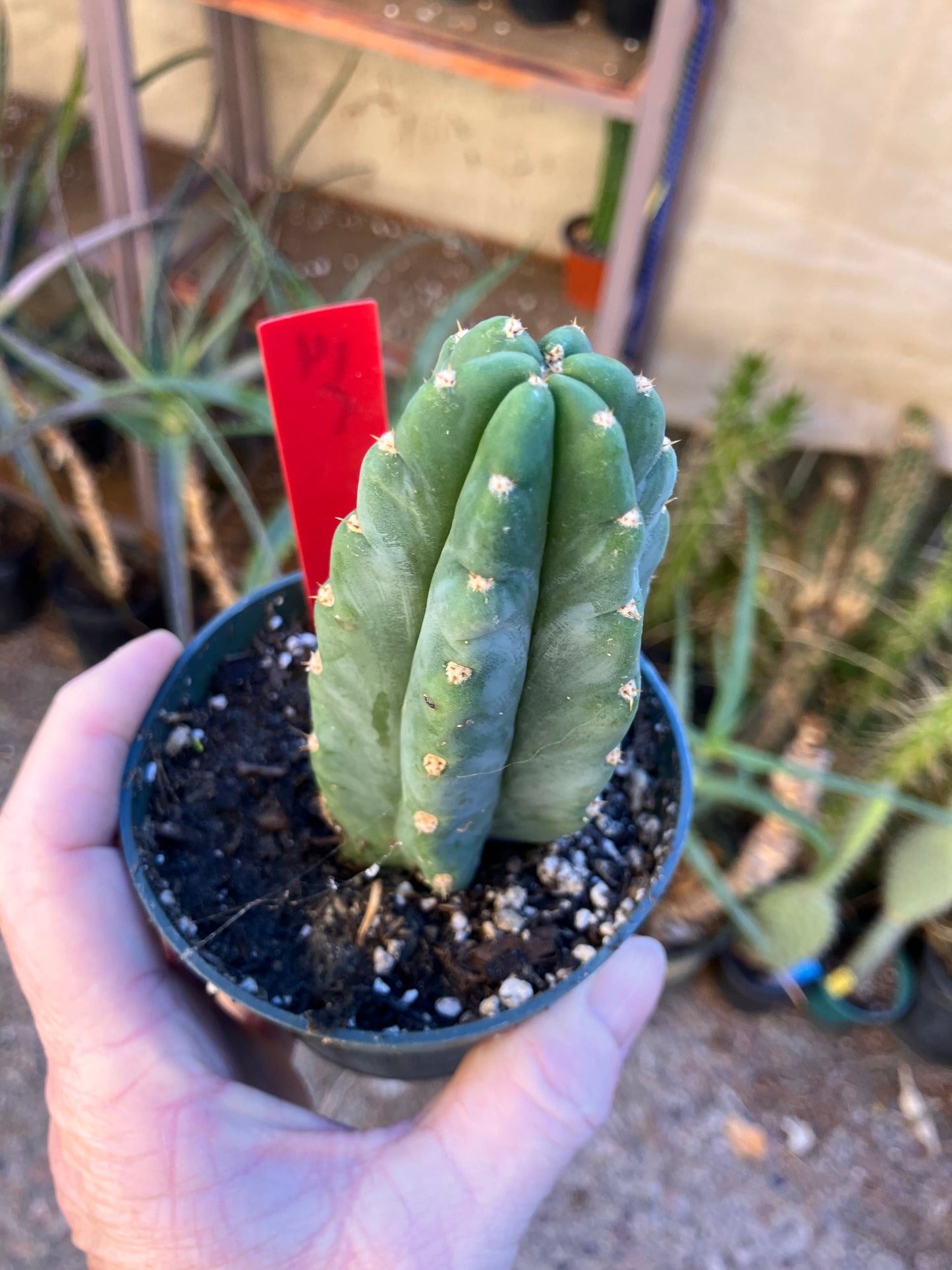 San Pedro Cactus - Trichocereus pachanoi 5"Tall #14R