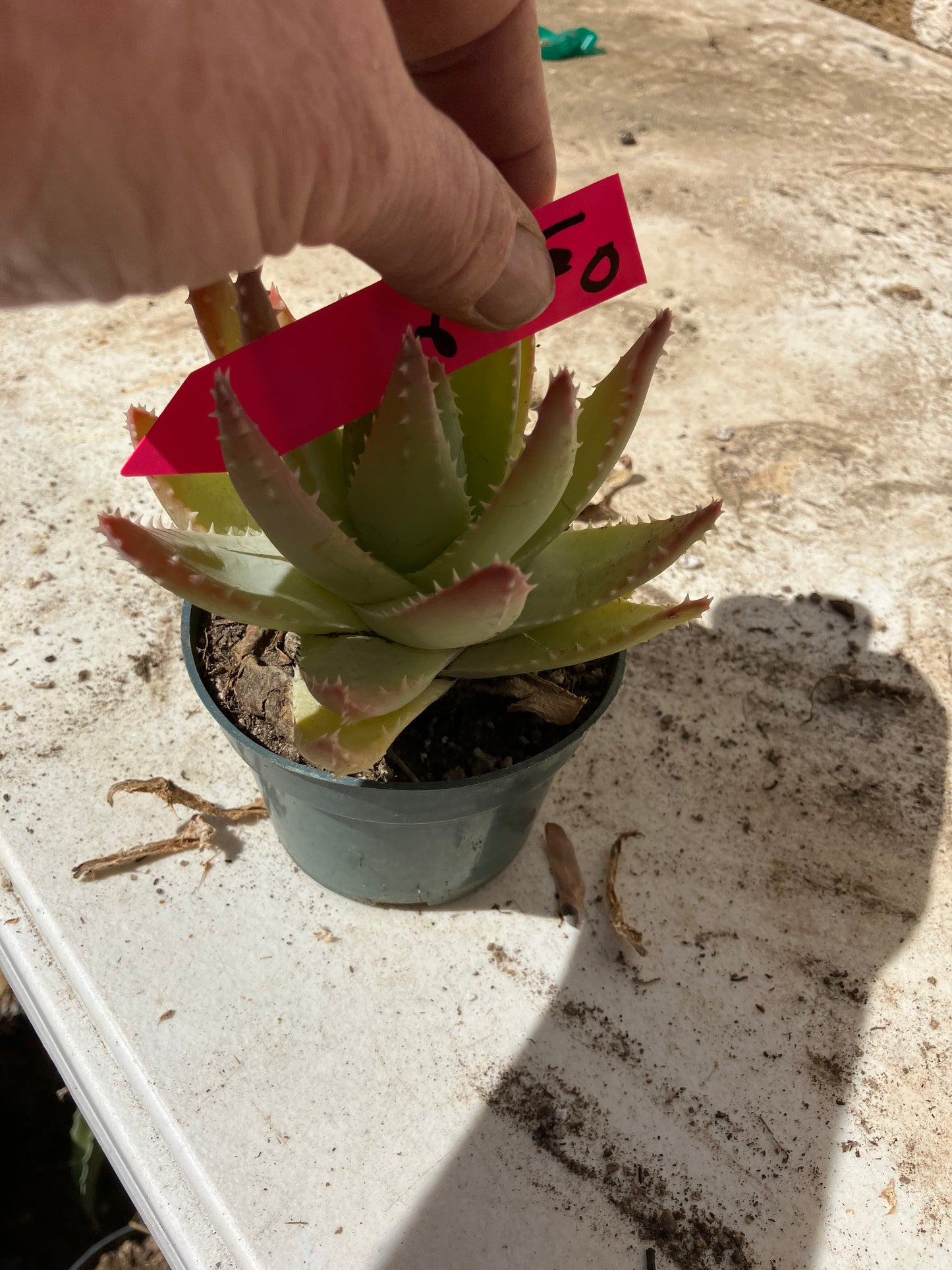 Aloe Brevifolia Succulent 6" Wide #60P