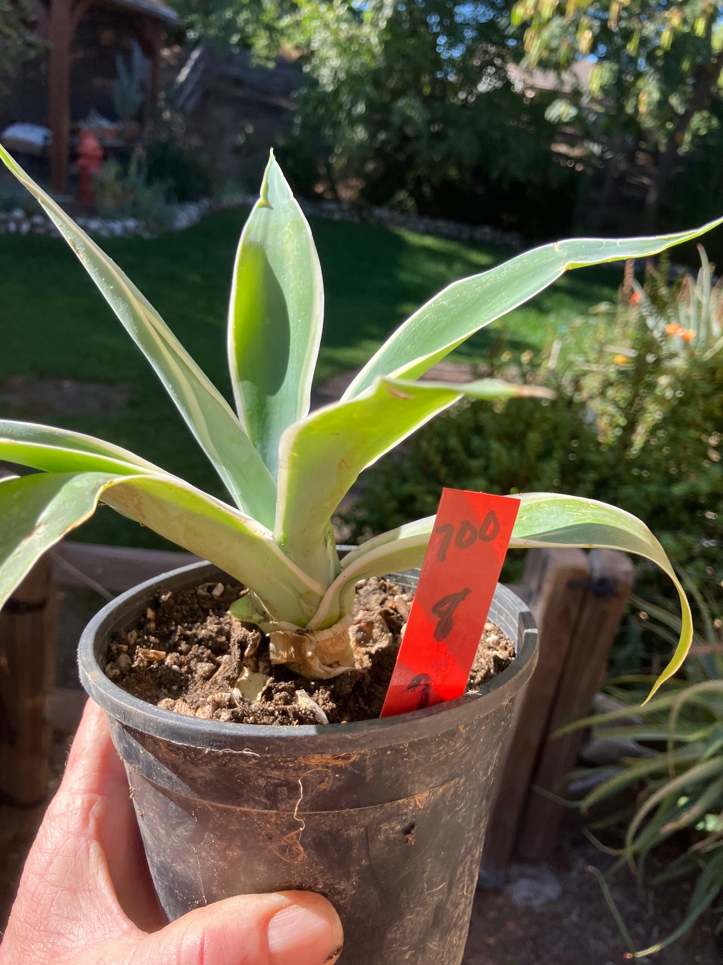 Agave~ Fox Tail Agave Attenuata  variegated 8" Tall 7"Wide #700R