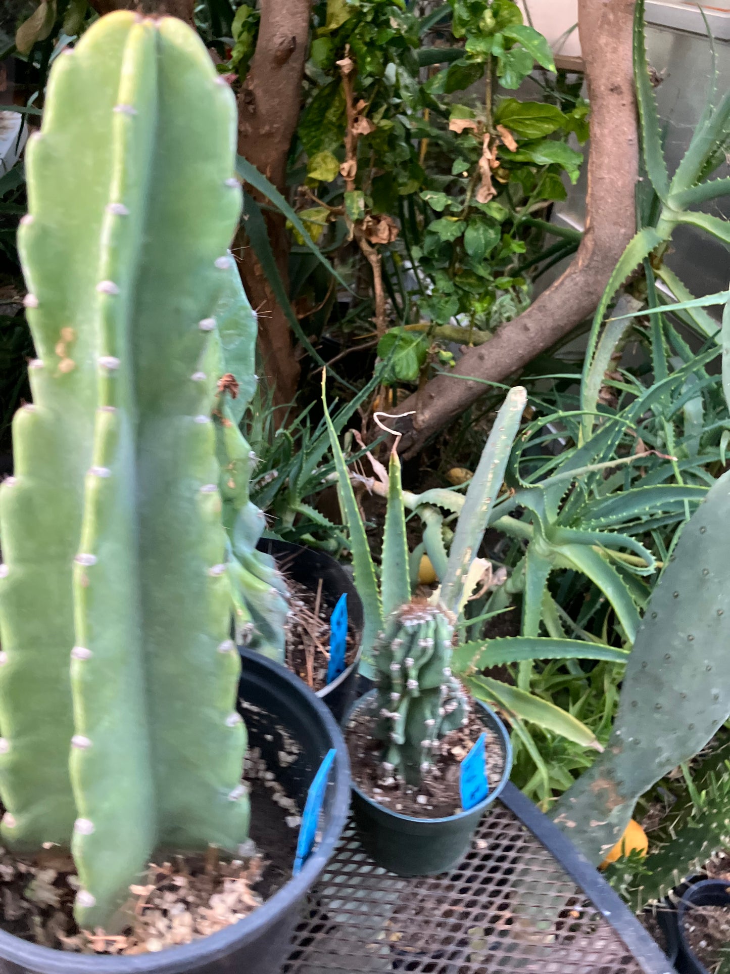 Cereus Peruvianus Night Blooming 12"Tall #012B