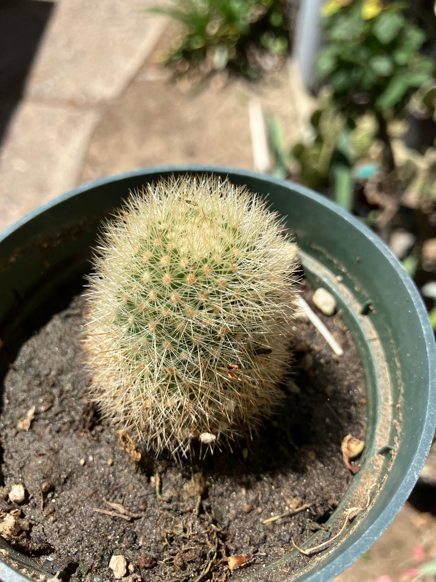 Notocactus Parodia scopa Silver Ball/Snowball Cactus 2.5" Tall #23B