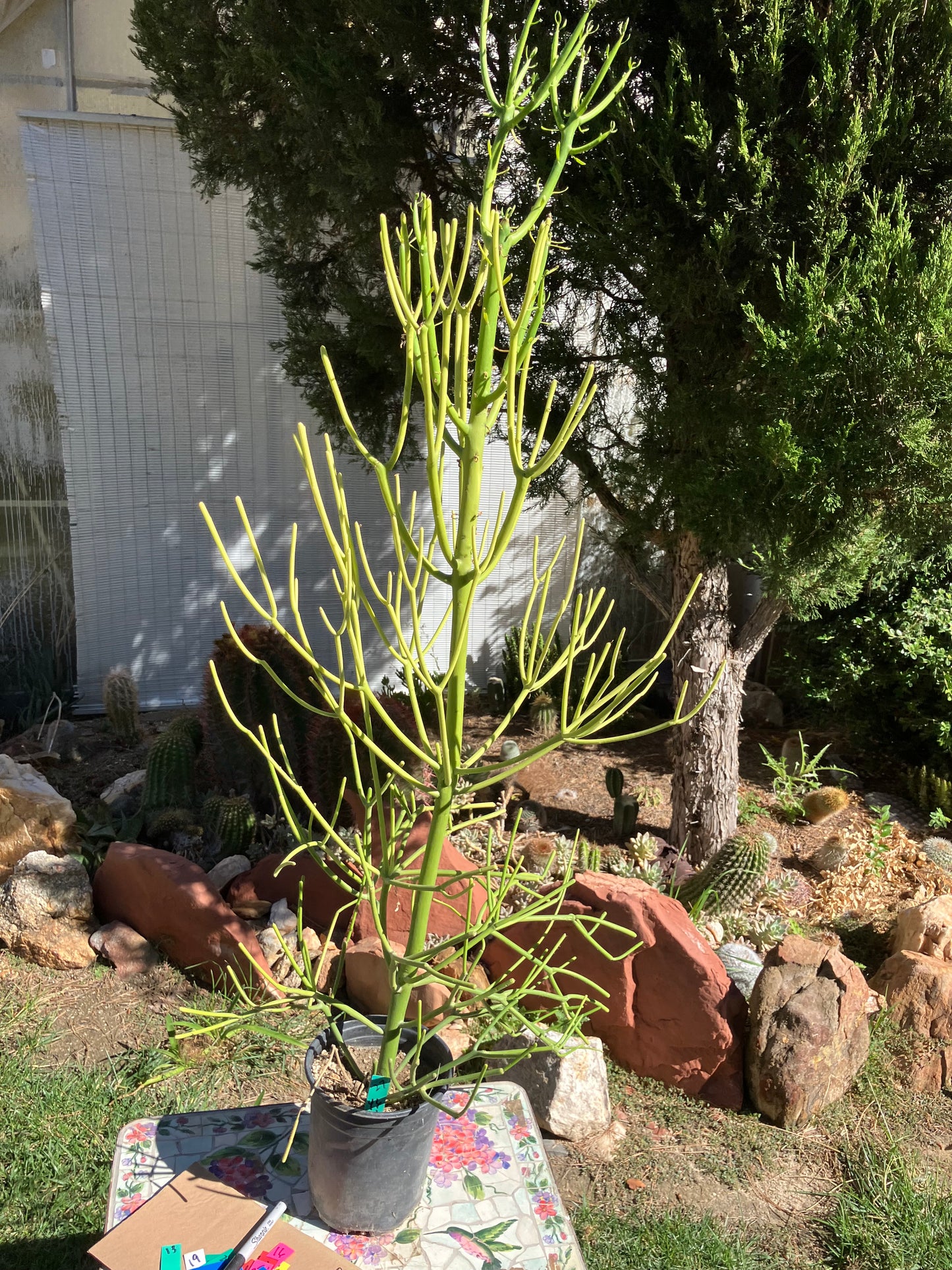 Euphorbia tirucalli Pencil Cactus/Succulent 46"Tall 18"Wide #27G