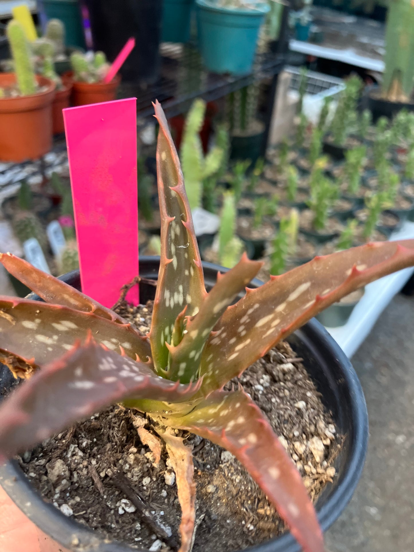 Aloe Hybrid Night Sky Reddens with Extreme temps 5"Wide This Exact Plant #11P
