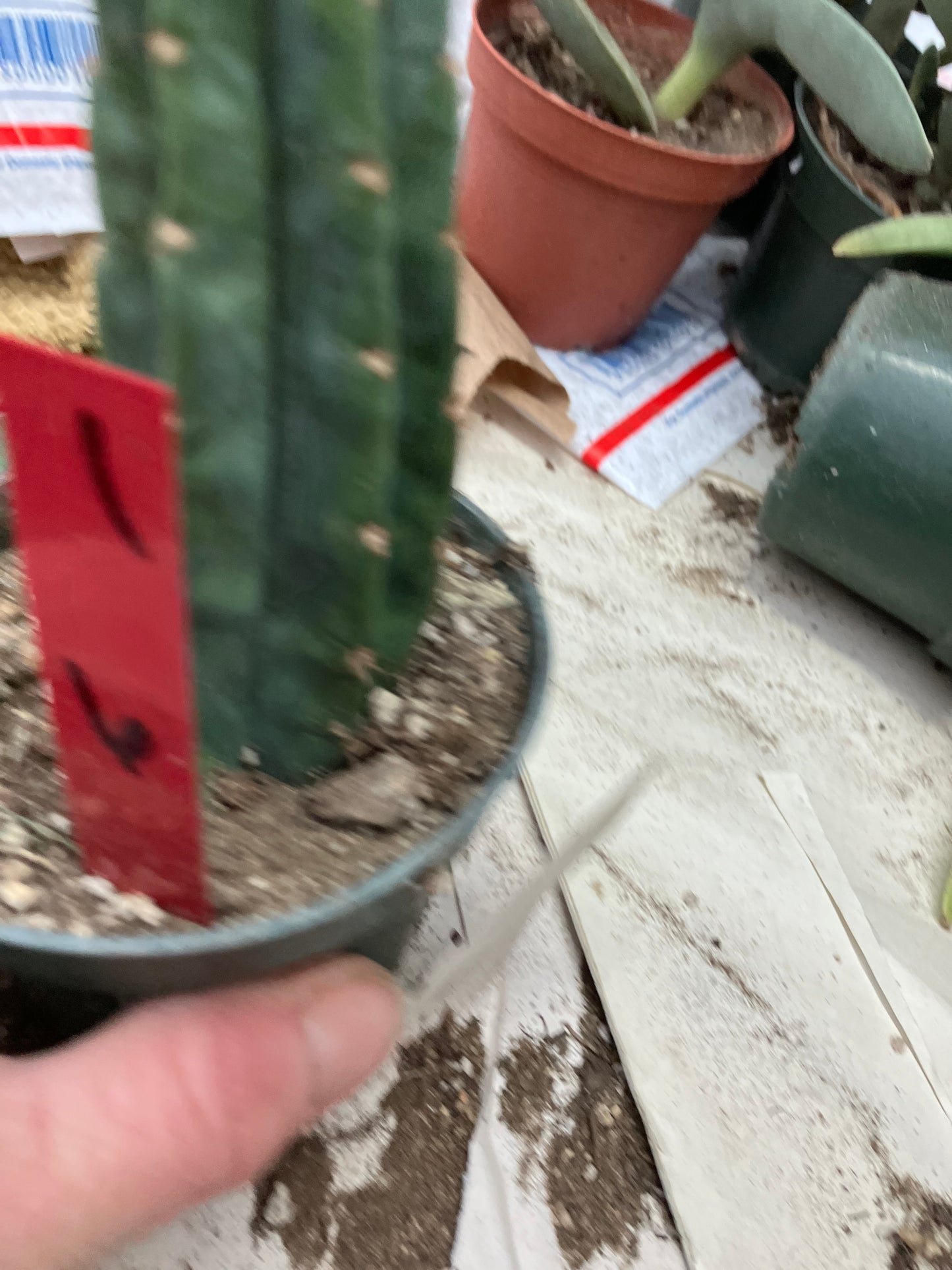 San Pedro Cactus  Trichocereus pachanoi 6"Tall #1R