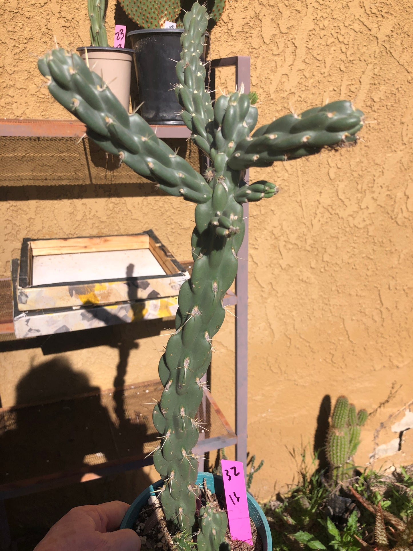 Cholla Cylindropuntia  Buckhorn 16”Tall #32P