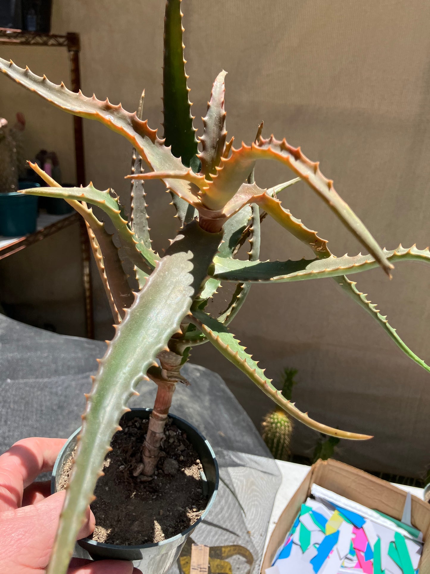 Aloe congolensis Congo Aloe Hybrid Succulent  9" Wide #97Y