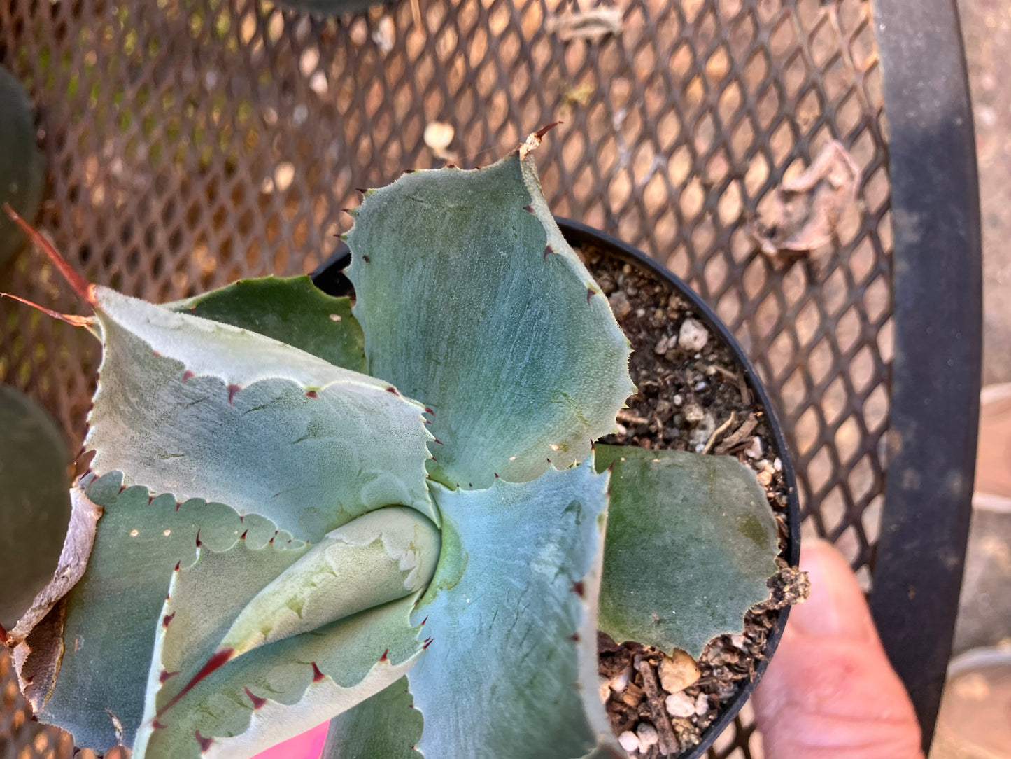 Agave Confederate Rose 4" Wide #041P