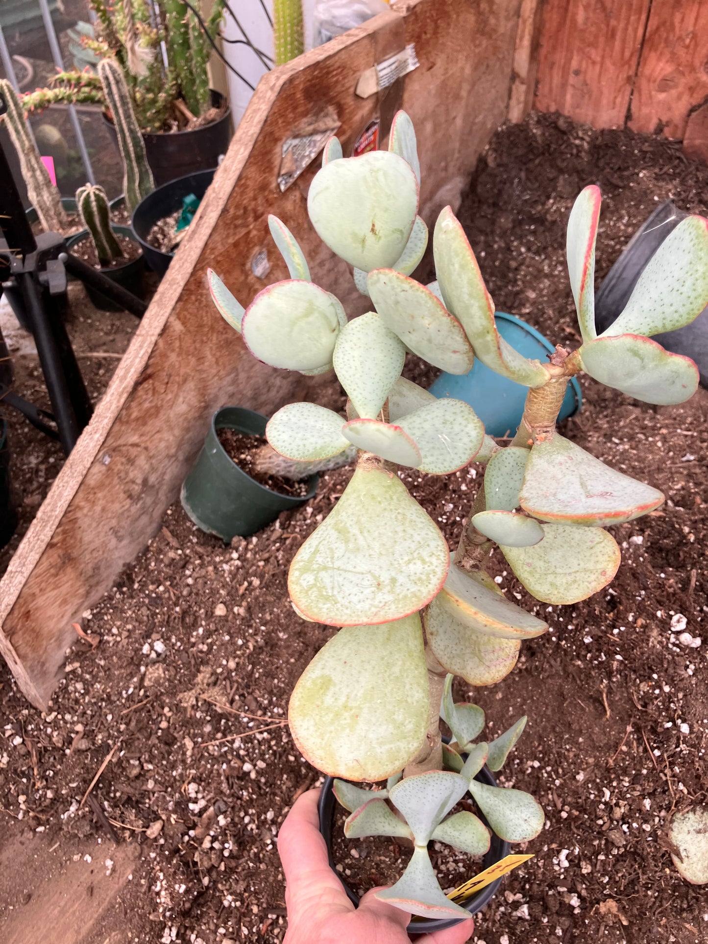 Crassula arborescens Silver Dollar 17"Tall #35Y