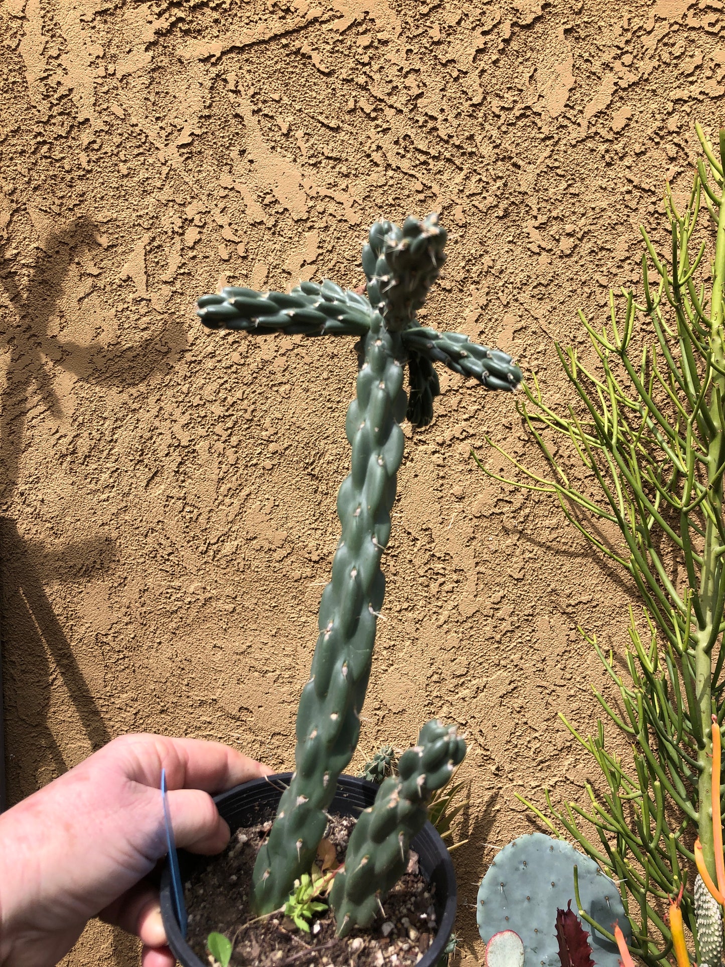 Cholla Cylindropuntia  Buckhorn 13”Tall #26B