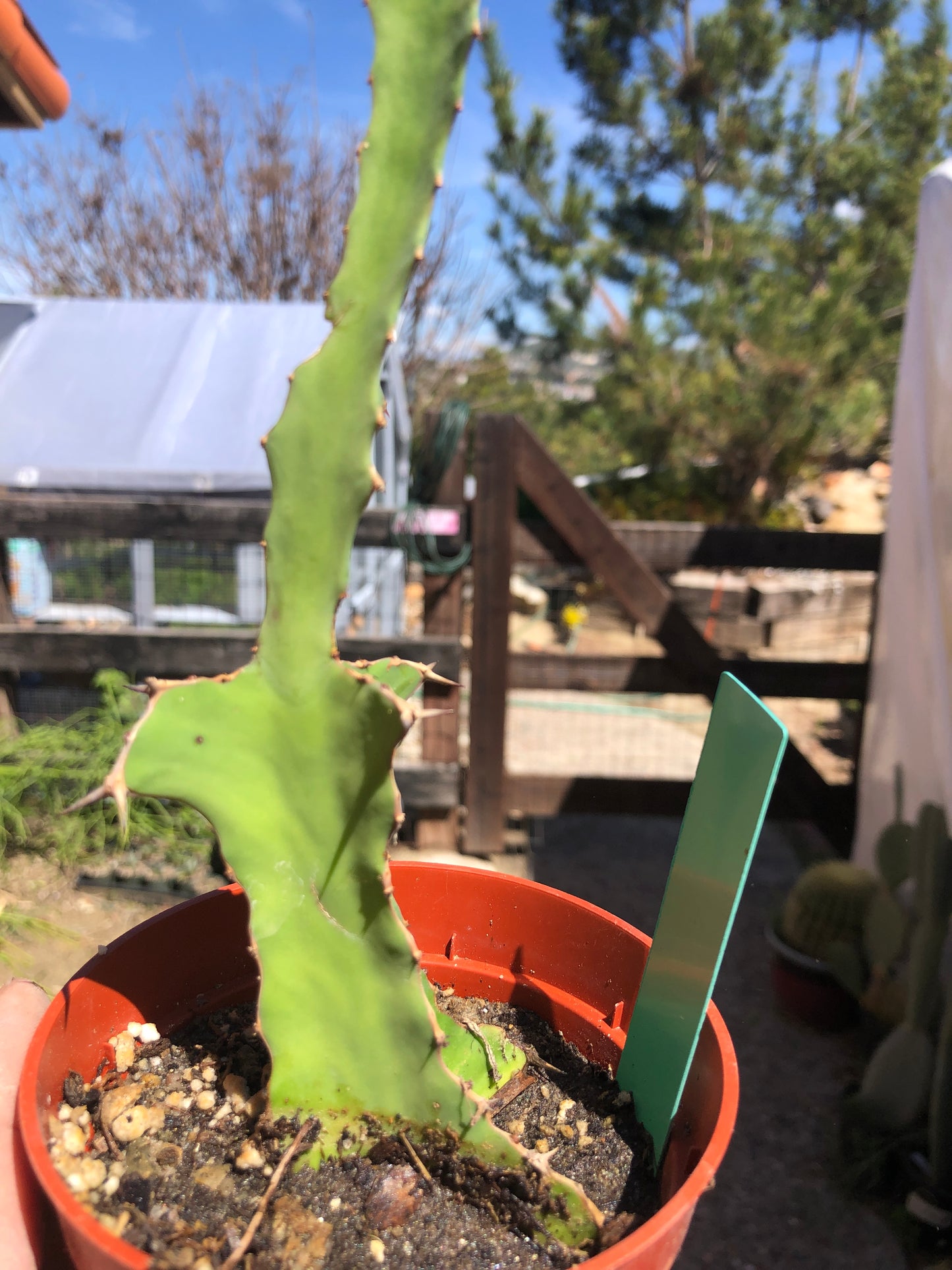 Euphorbia pseudocactus Zig Zag 6.5”Tall #65G