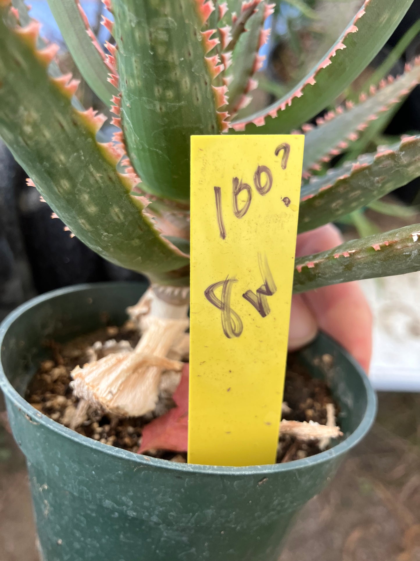 Aloe  Swordfish Succulent 8" Wide #100y