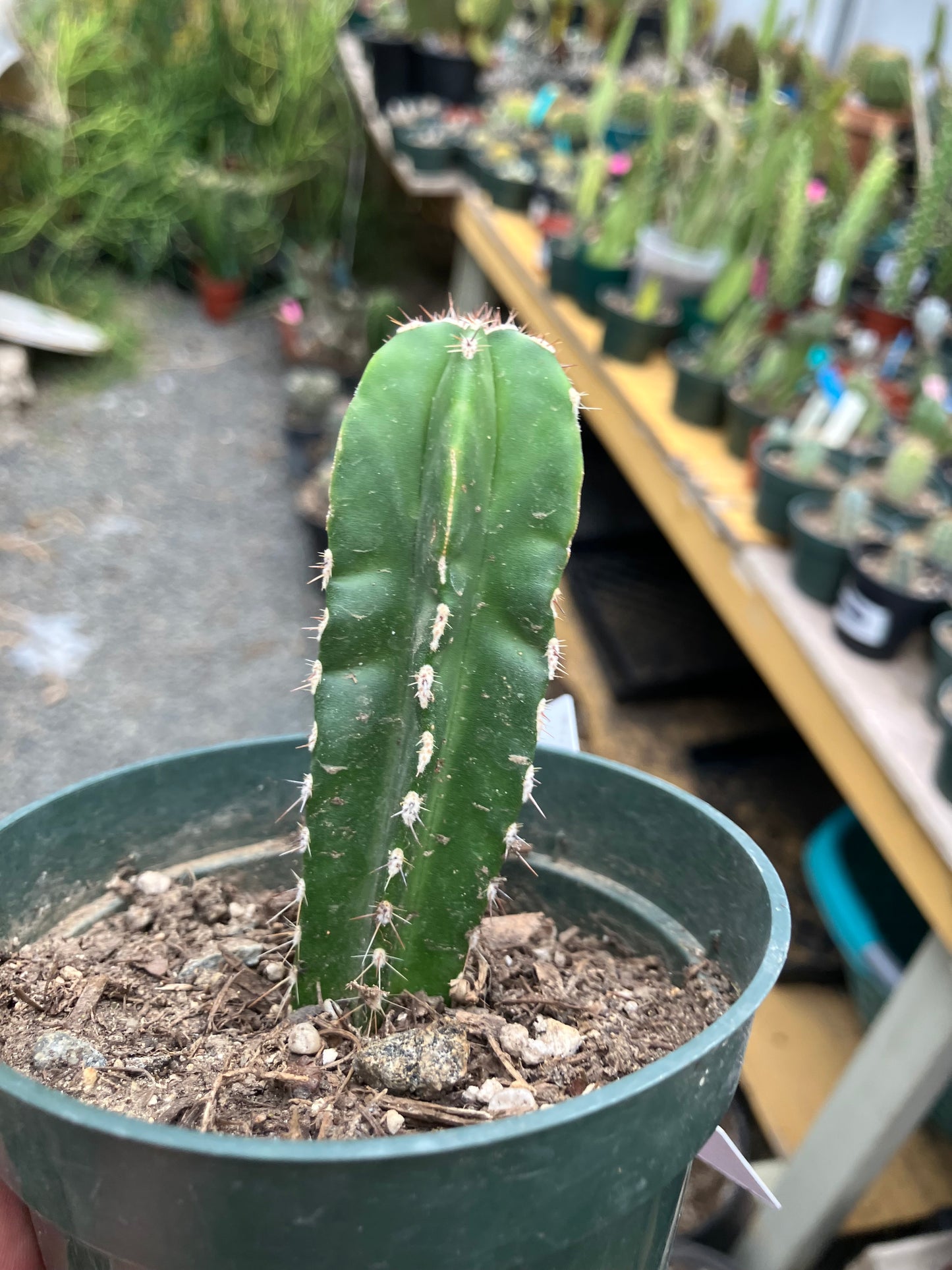 Pachycereus marginatus  Mexican Fence Post Cactus 3"Tall #30W