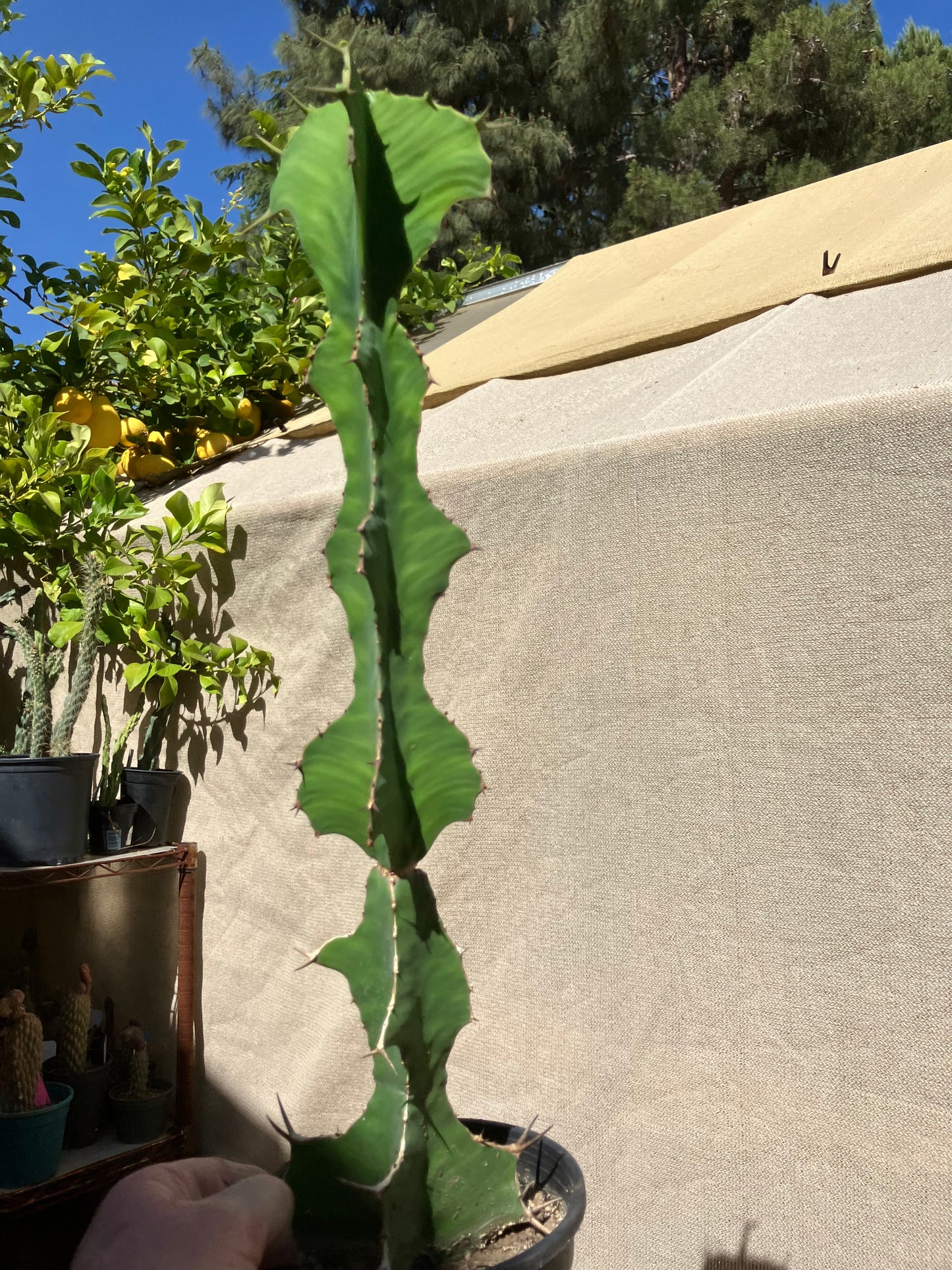 Euphorbia pseudocactus Zig Zag 17”Tall #130Y