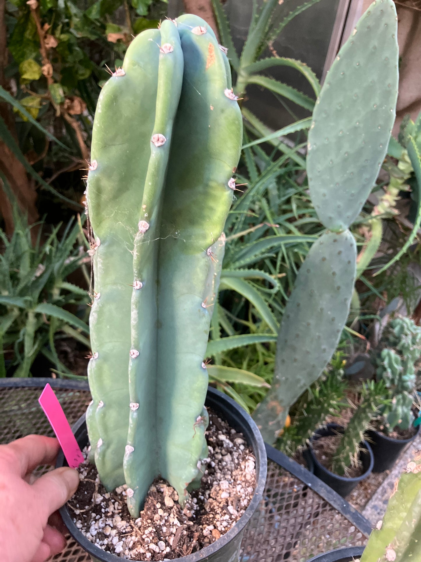 Cereus Peruvianus Night Blooming 13"Tall #113P