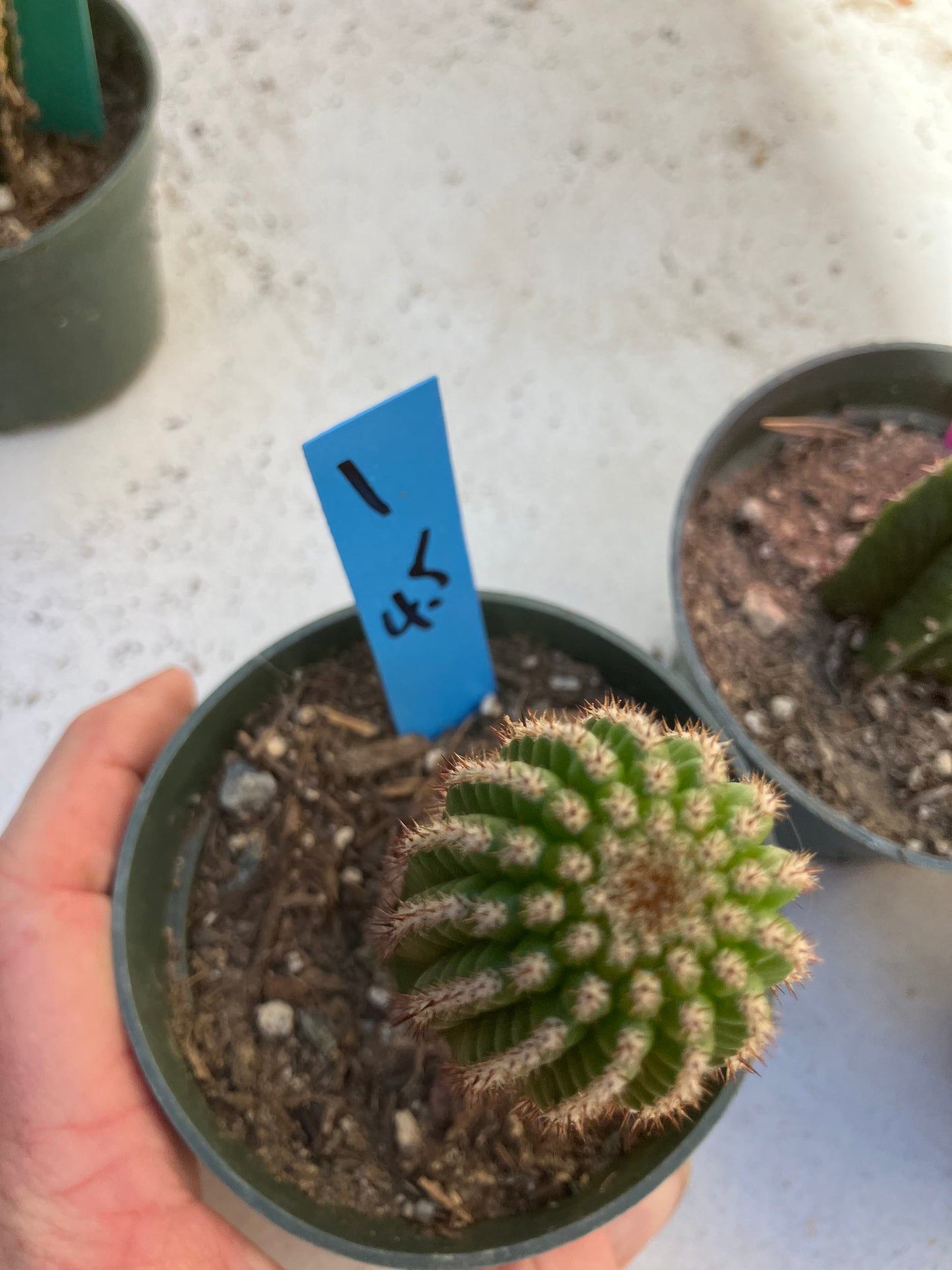 Pachycereus pecten-aboriginum  Indian Comb Cactus 4"Tall #2G