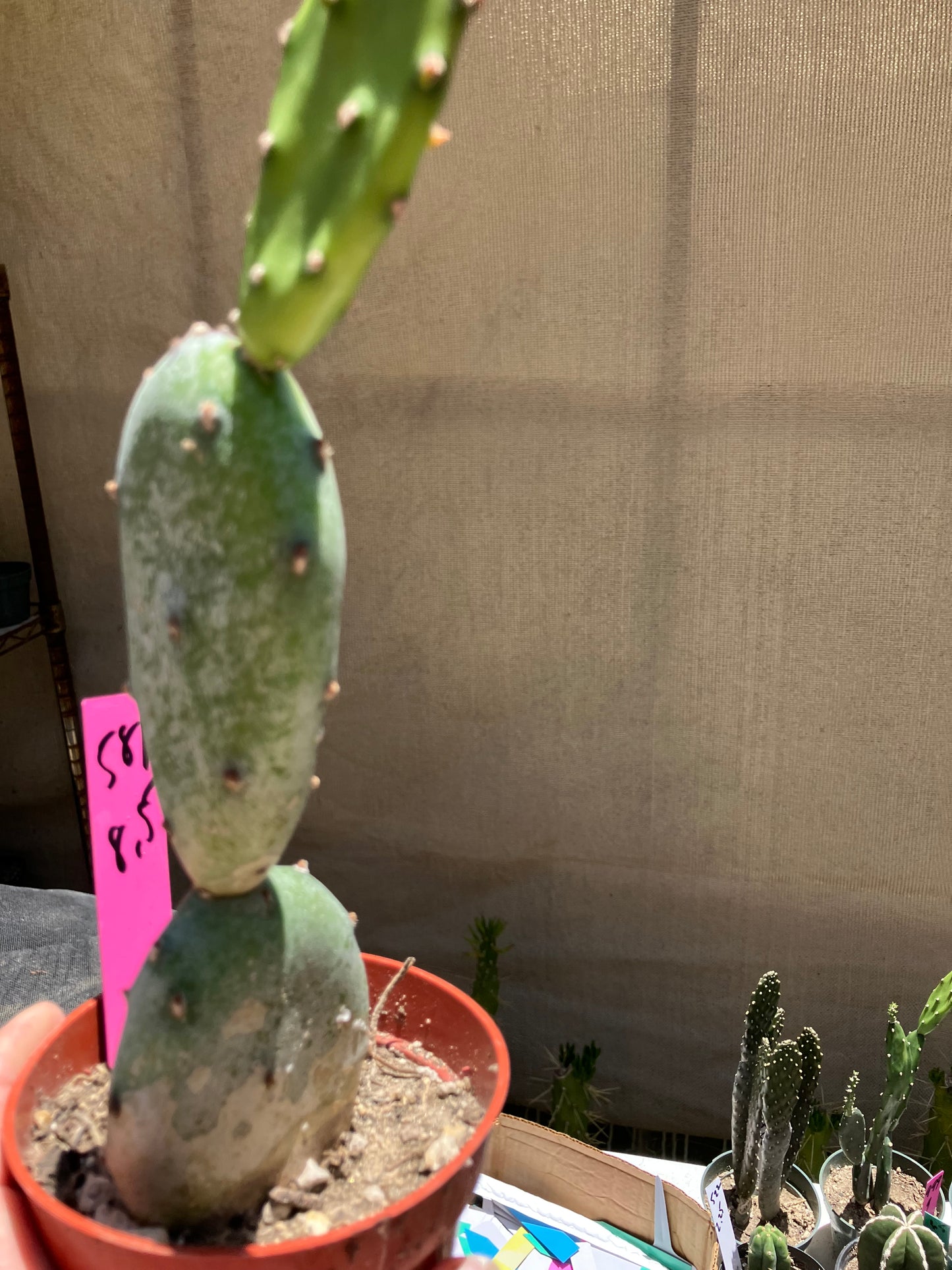 Opuntia canterae elata Cactus 8.5"Tall #581P