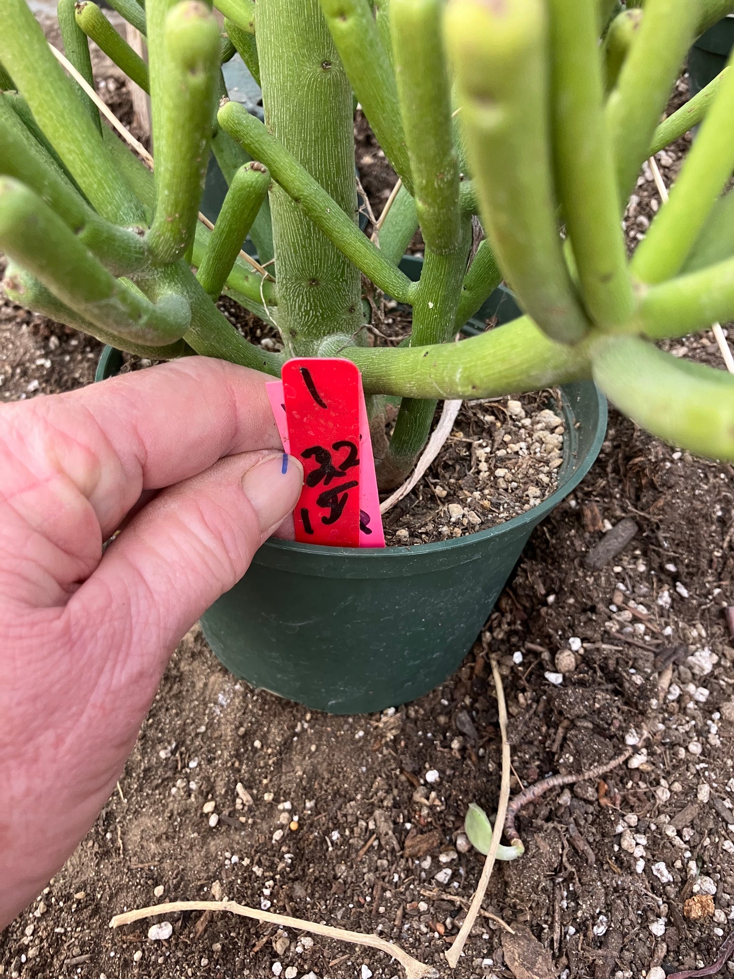 Euphorbia tirucalli Fire Stick 38"Tall 21"Wide #1R