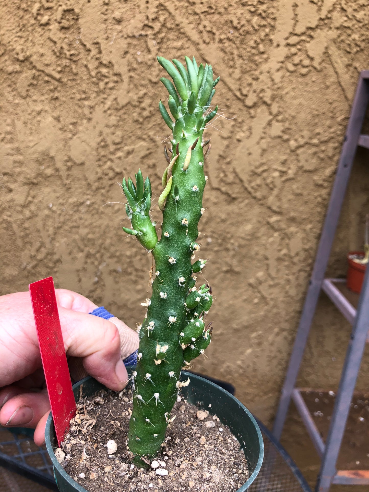 Austrocylindropuntia Cactus Gumbi Mini Eve's Needle 6"Tall #60R