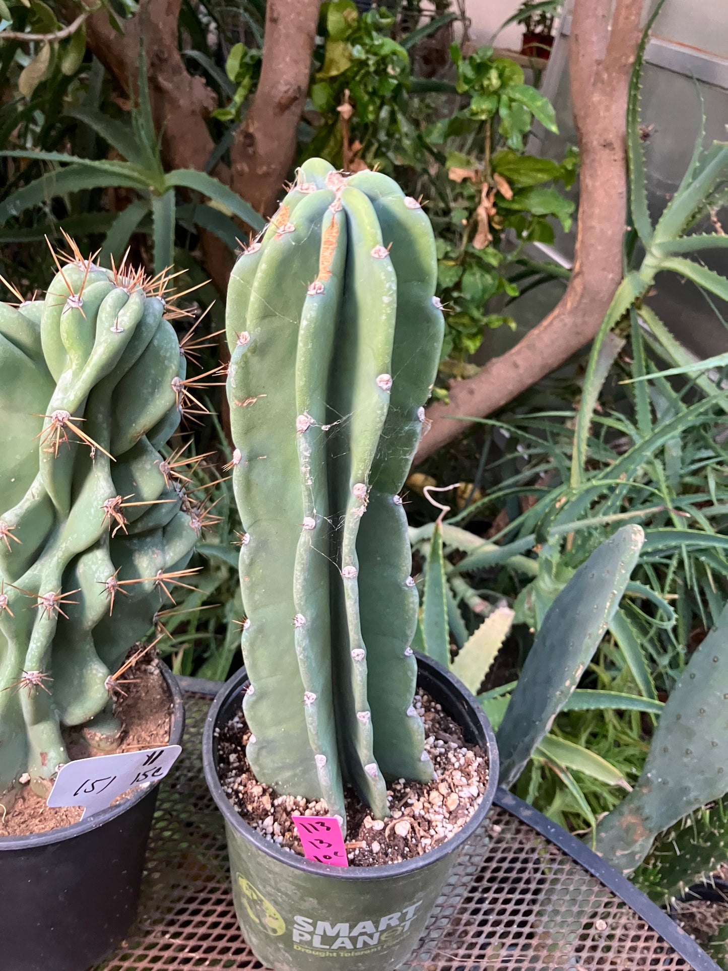 Cereus Peruvianus Night Blooming 13"Tall #113P